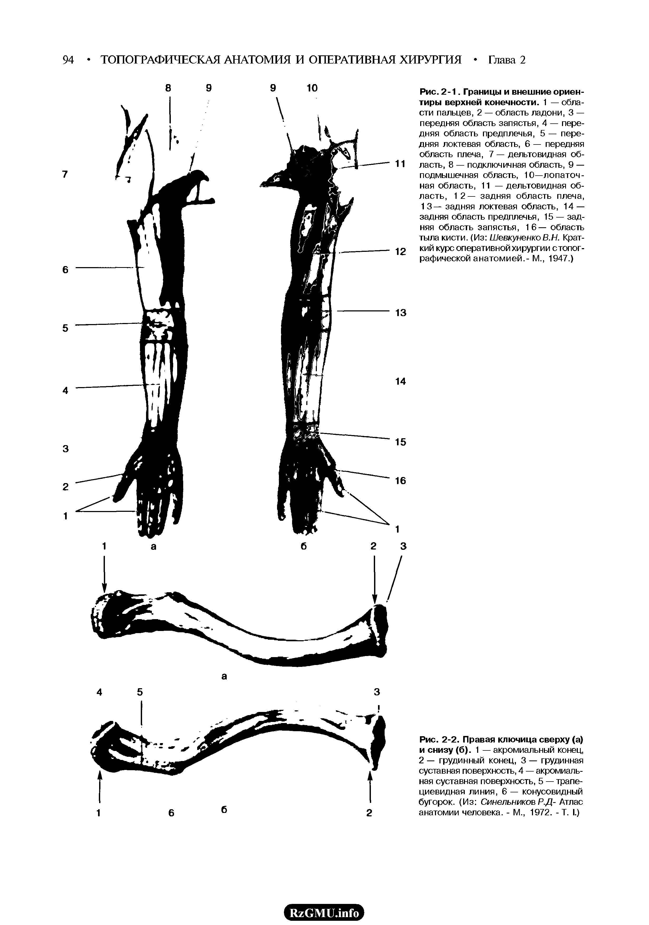 Рис. 2-2. Правая ключица сверху (а) и снизу (б). 1 — акромиальный конец, 2 — грудинный конец, 3 — грудинная суставная поверхность, 4 — акромиальная суставная поверхность, 5 — трапециевидная линия, 6 — конусовидный бугорок. (Из Синельников Р.Д- Атлас анатомии человека. - М., 1972. - Т. I.)...