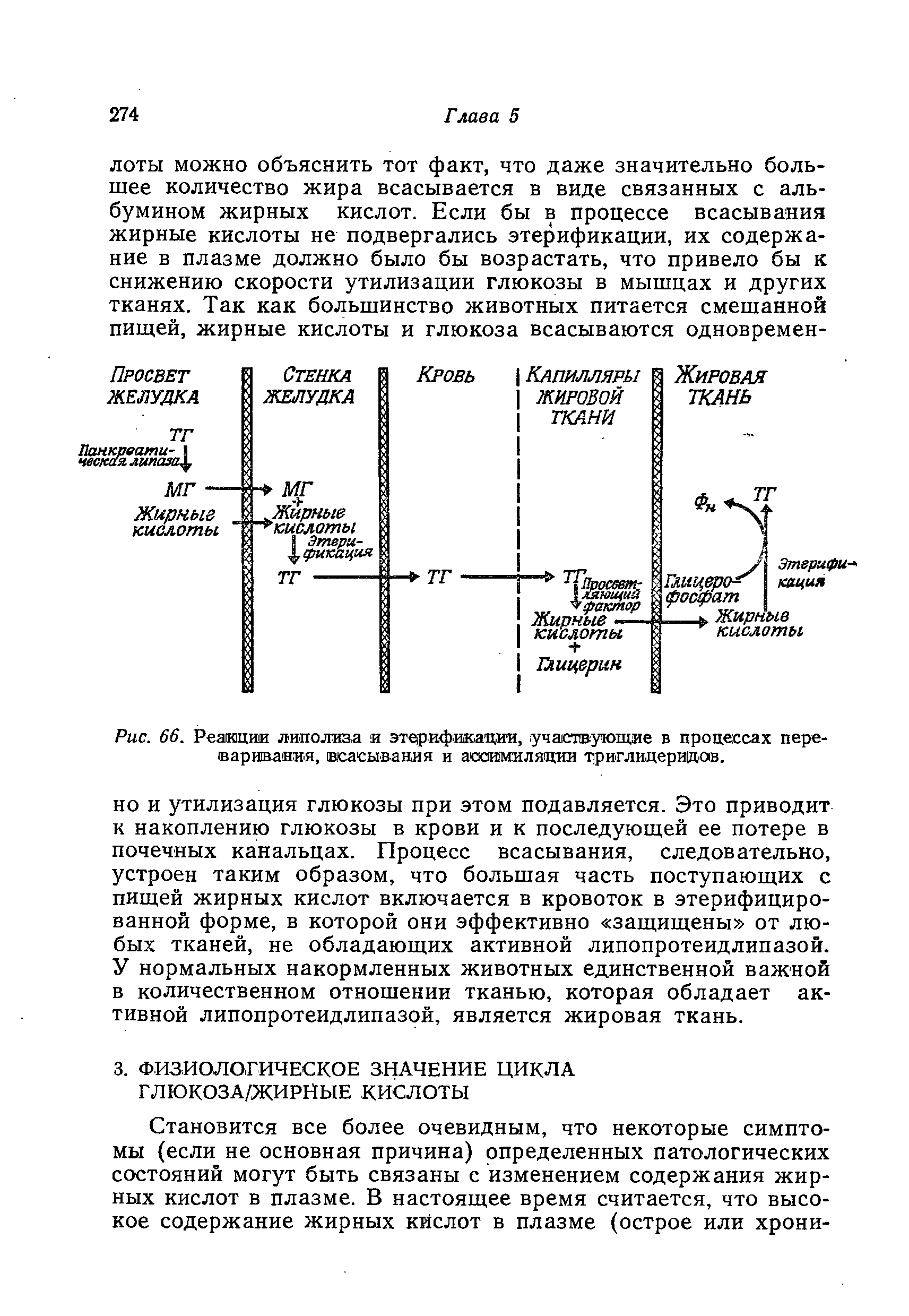 Рис. 66. Реакции липолиза и этерификации, участвующие в процессах переваривания, всасывания и ассимиляции триглицеридов.