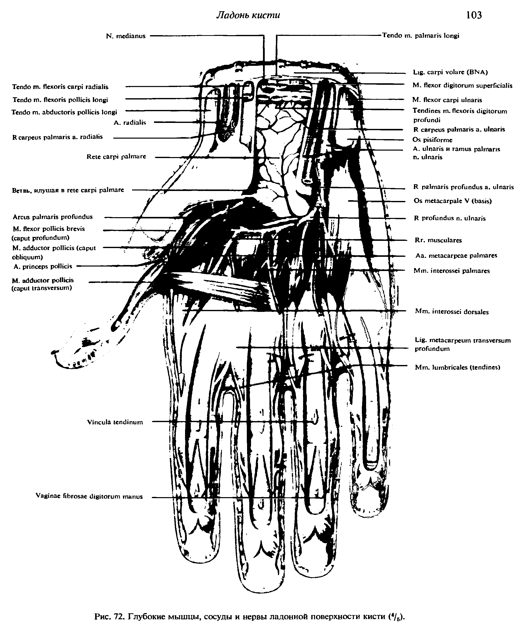 Рис. 72. Глубокие мышцы, сосуды и нервы ладонной поверхности кисти ( /6).
