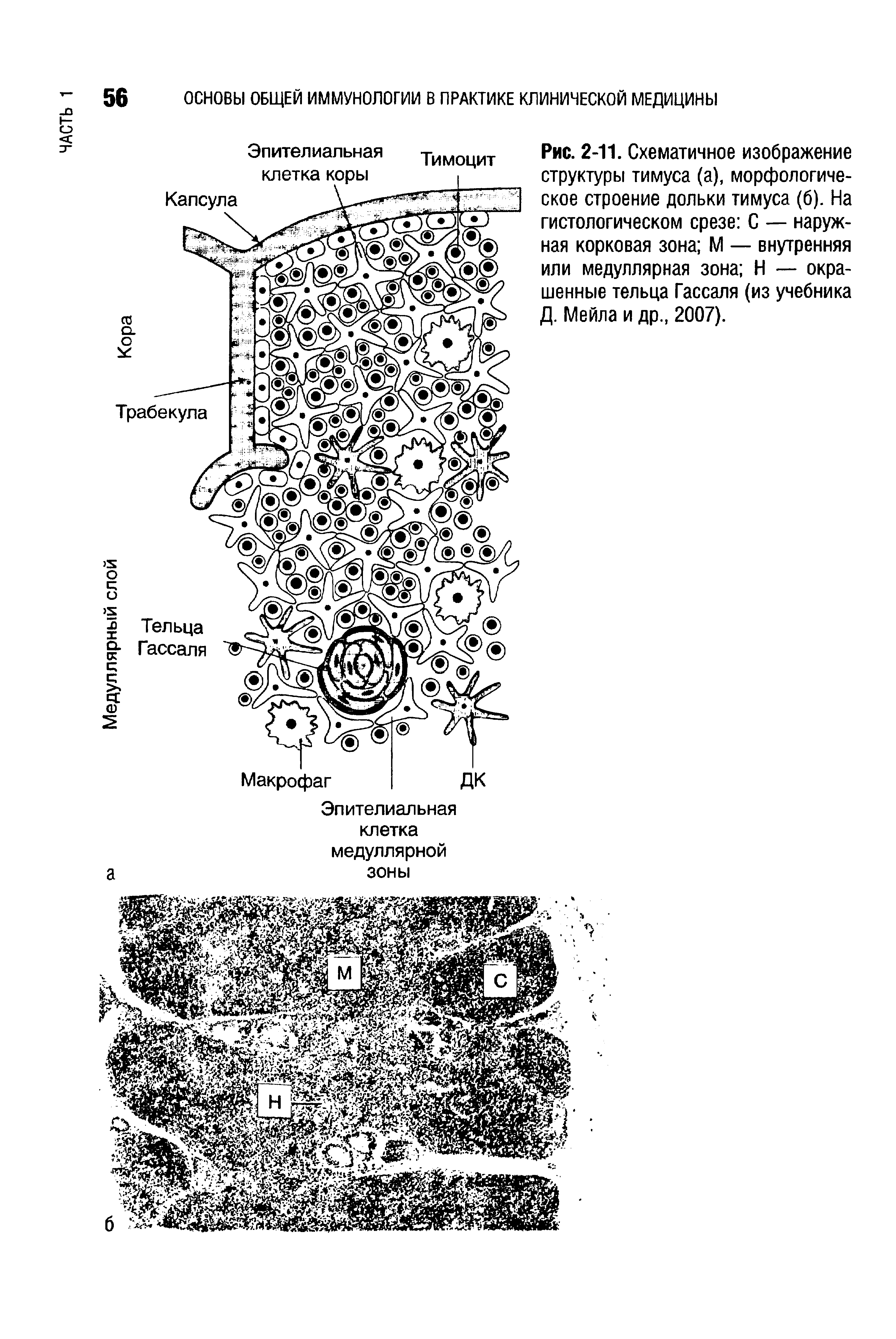 Рис. 2-11. Схематичное изображение структуры тимуса (а), морфологическое строение дольки тимуса (6). На гистологическом срезе С — наружная корковая зона М — внутренняя или медуллярная зона Н — окрашенные тельца Гассаля (из учебника Д. Мейла и др., 2007).