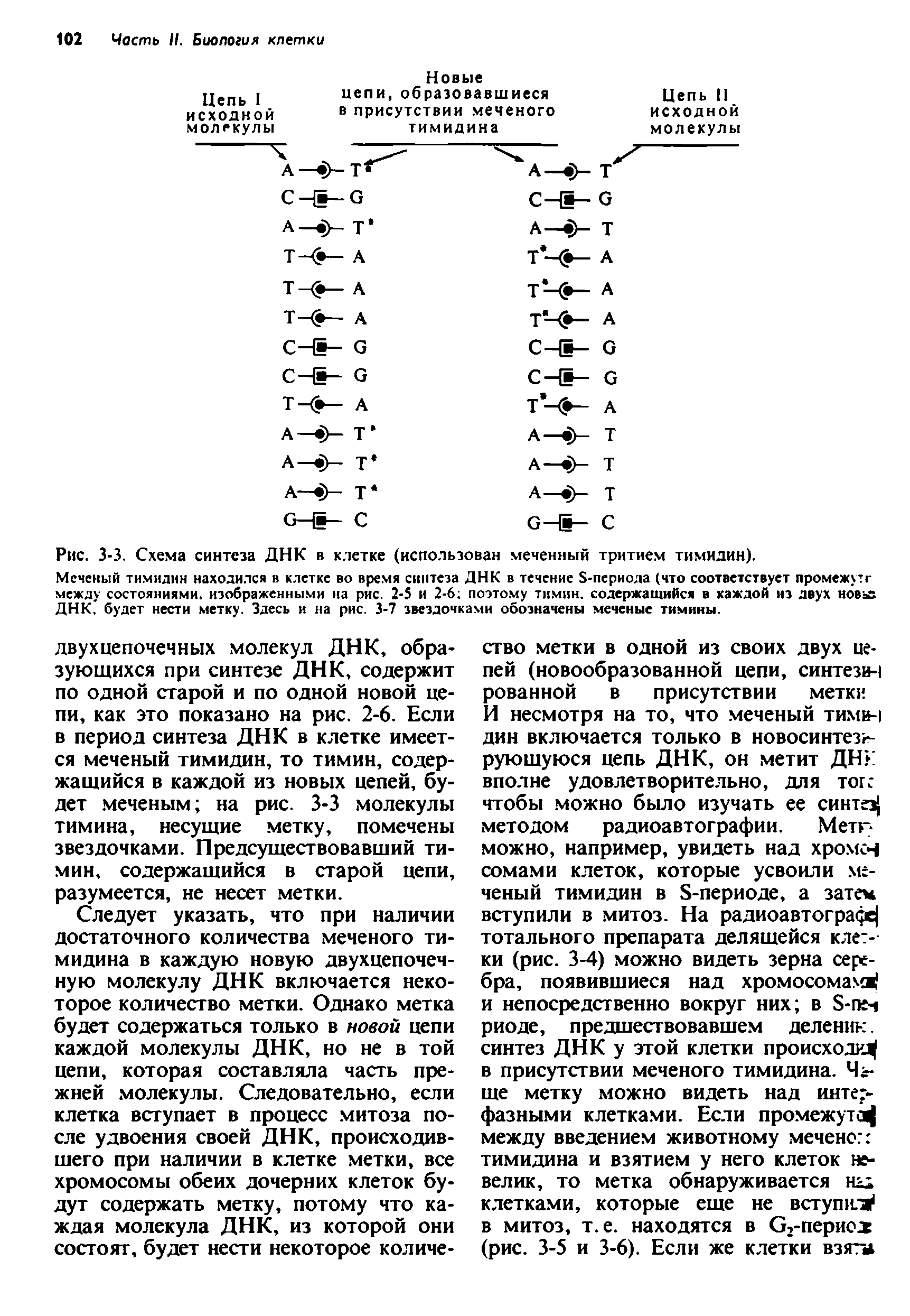 Рис. 3-3. Схема синтеза ДНК в клетке (использован меченный тритием тимидин).