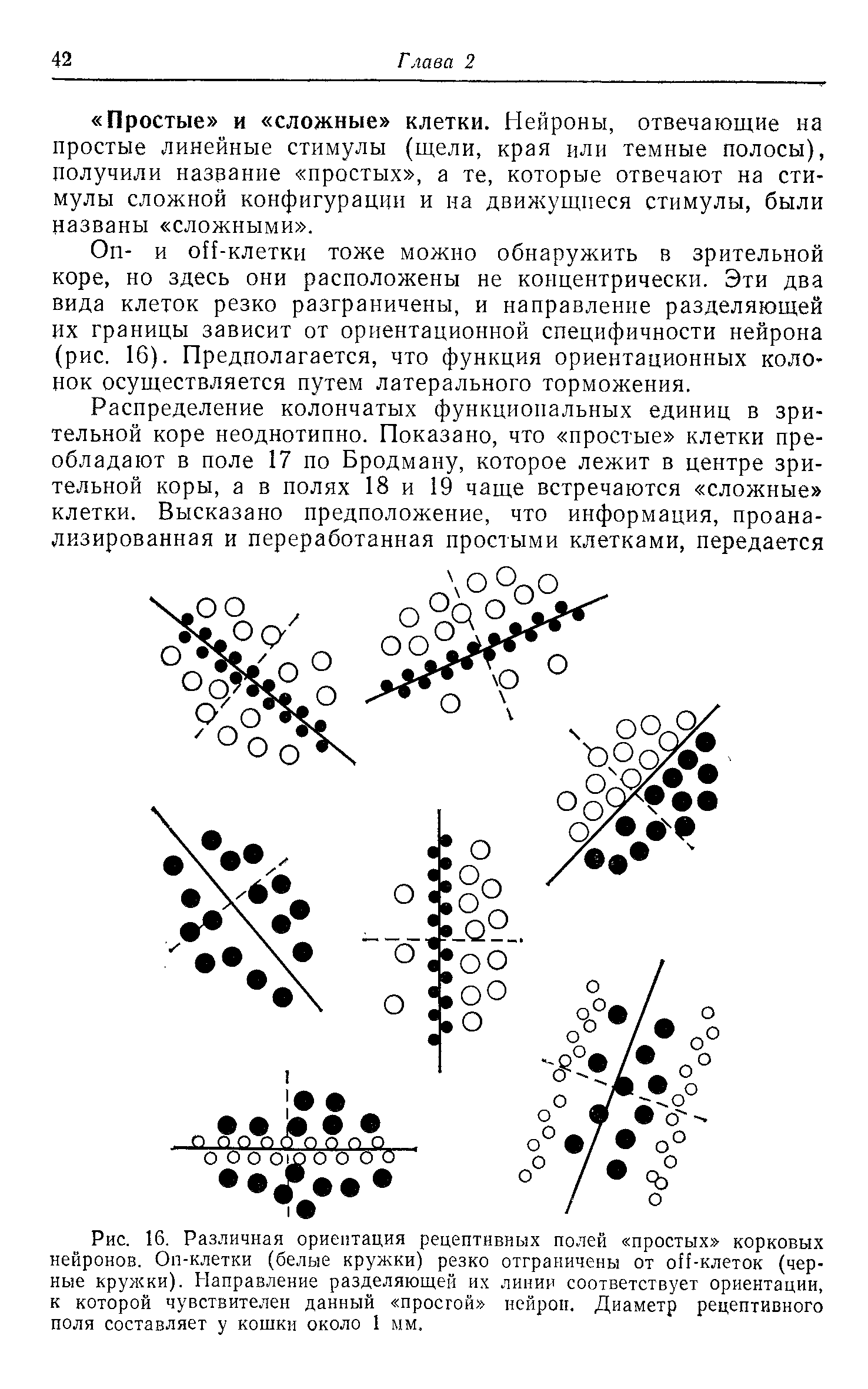 Рис. 16. Различная ориентация рецептивных полей простых корковых нейронов. Оп-клетки (белые кружки) резко отграничены от оН-клеток (черные кружки). Направление разделяющей их линии соответствует ориентации, к которой чувствителен данный простой нейрон. Диаметр рецептивного поля составляет у кошки около 1 мм.