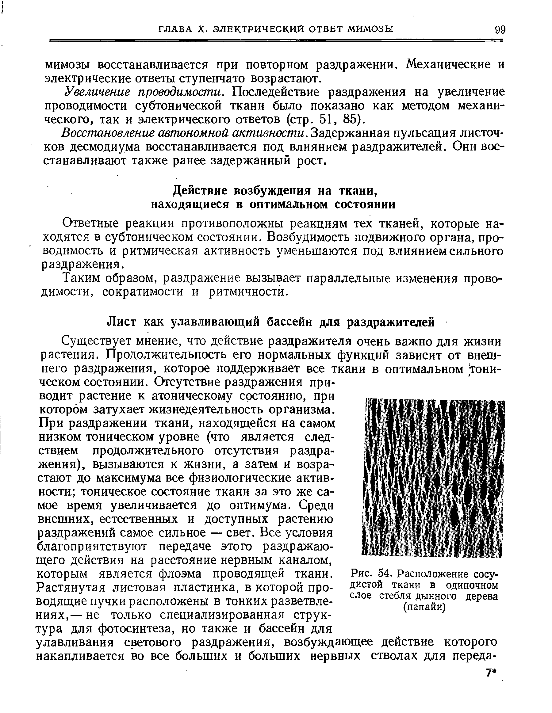 Рис. 54. Расположение сосудистой ткани в одиночном слое стебля дынного дерева (папайи)...