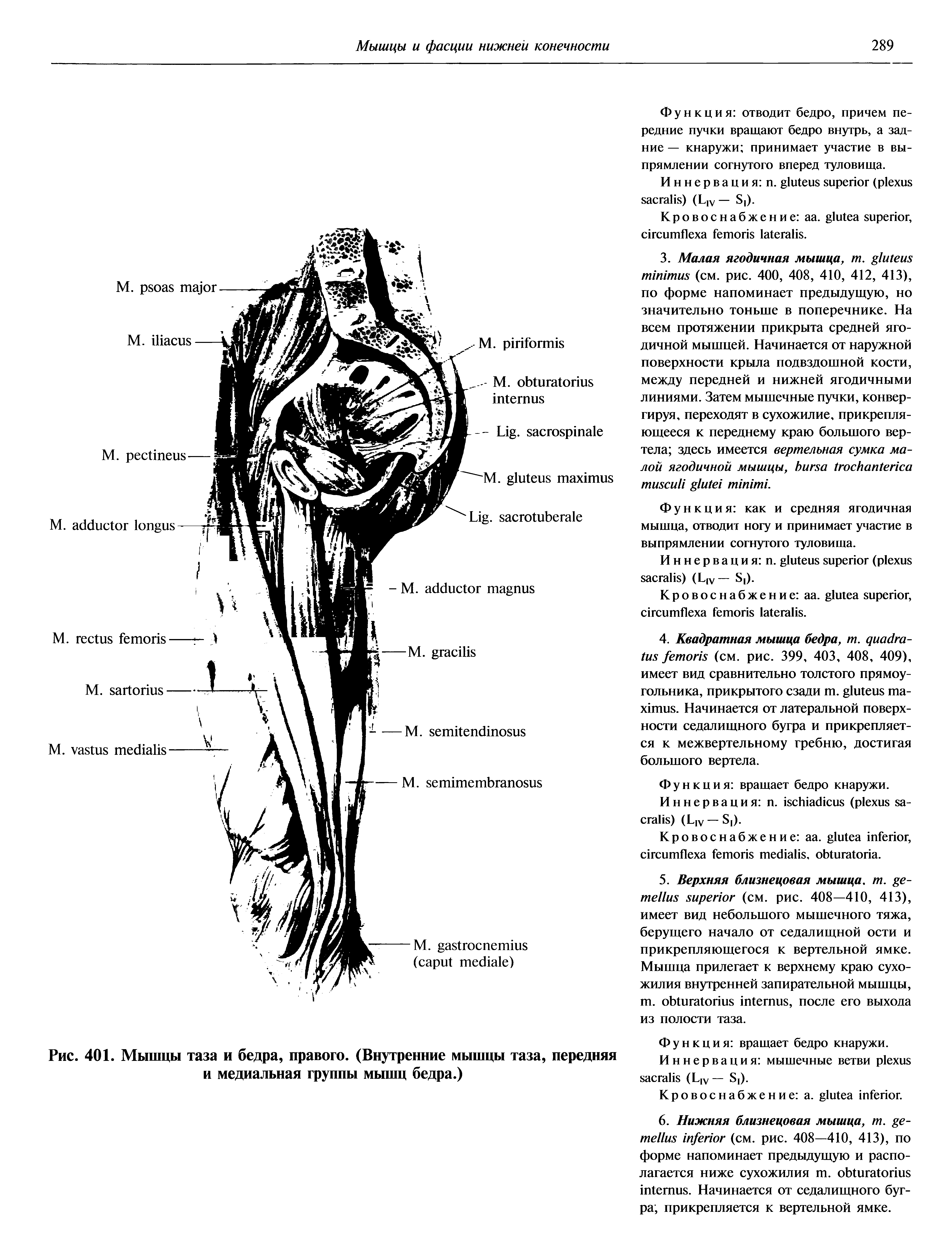 Рис. 401. Мышцы таза и бедра, правого. (Внутренние мышцы таза, передняя и медиальная группы мышц бедра.)...