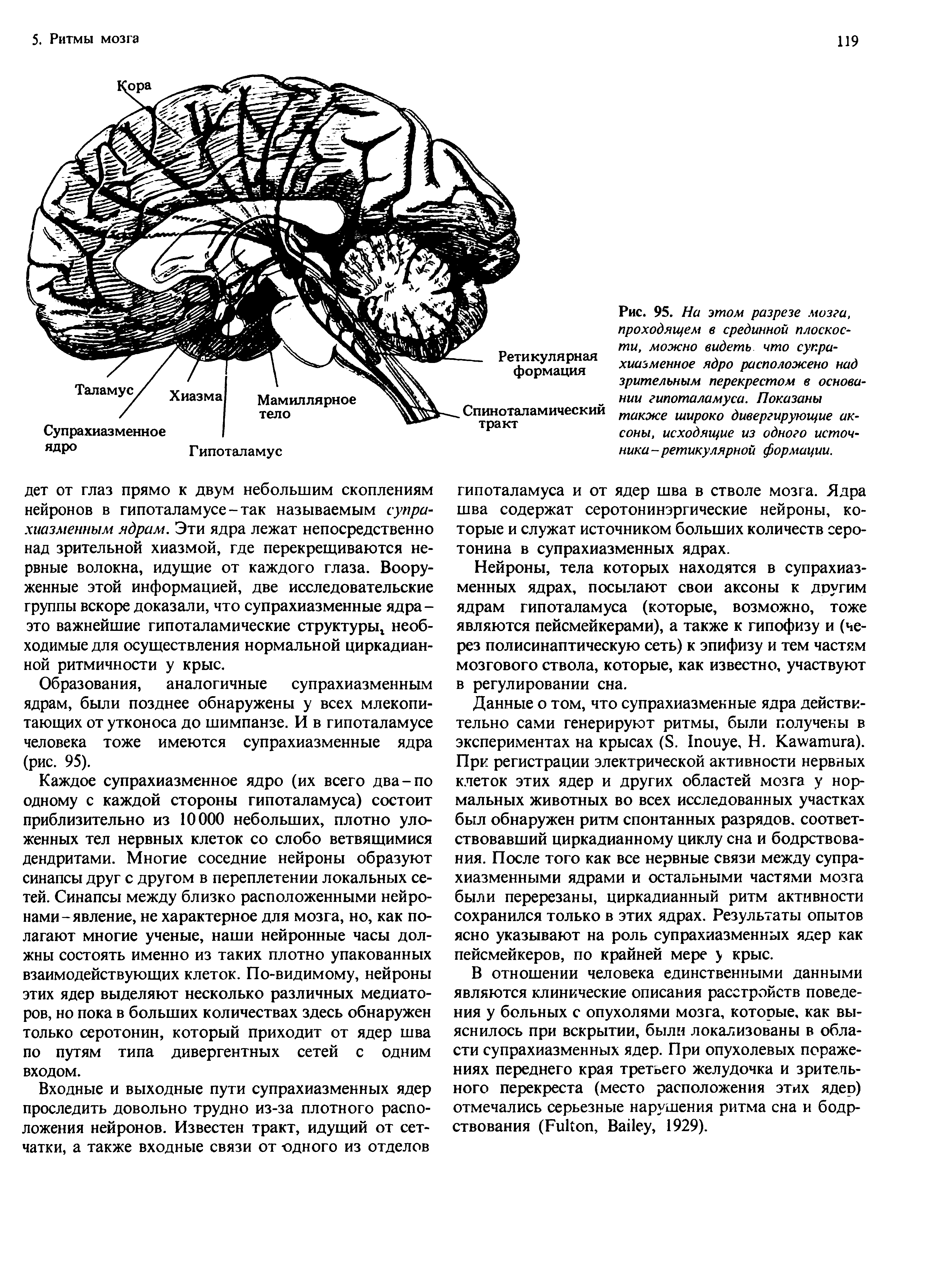 Рис. 95. На этом разрезе мозга, проходящем в срединной плоскости, можно видеть что супра-хиазменное ядро расположено над зрительным перекрестом в основании гипоталамуса. Показаны также широко дивергирующие аксоны, исходящие из одного источника - ретикулярной формации.