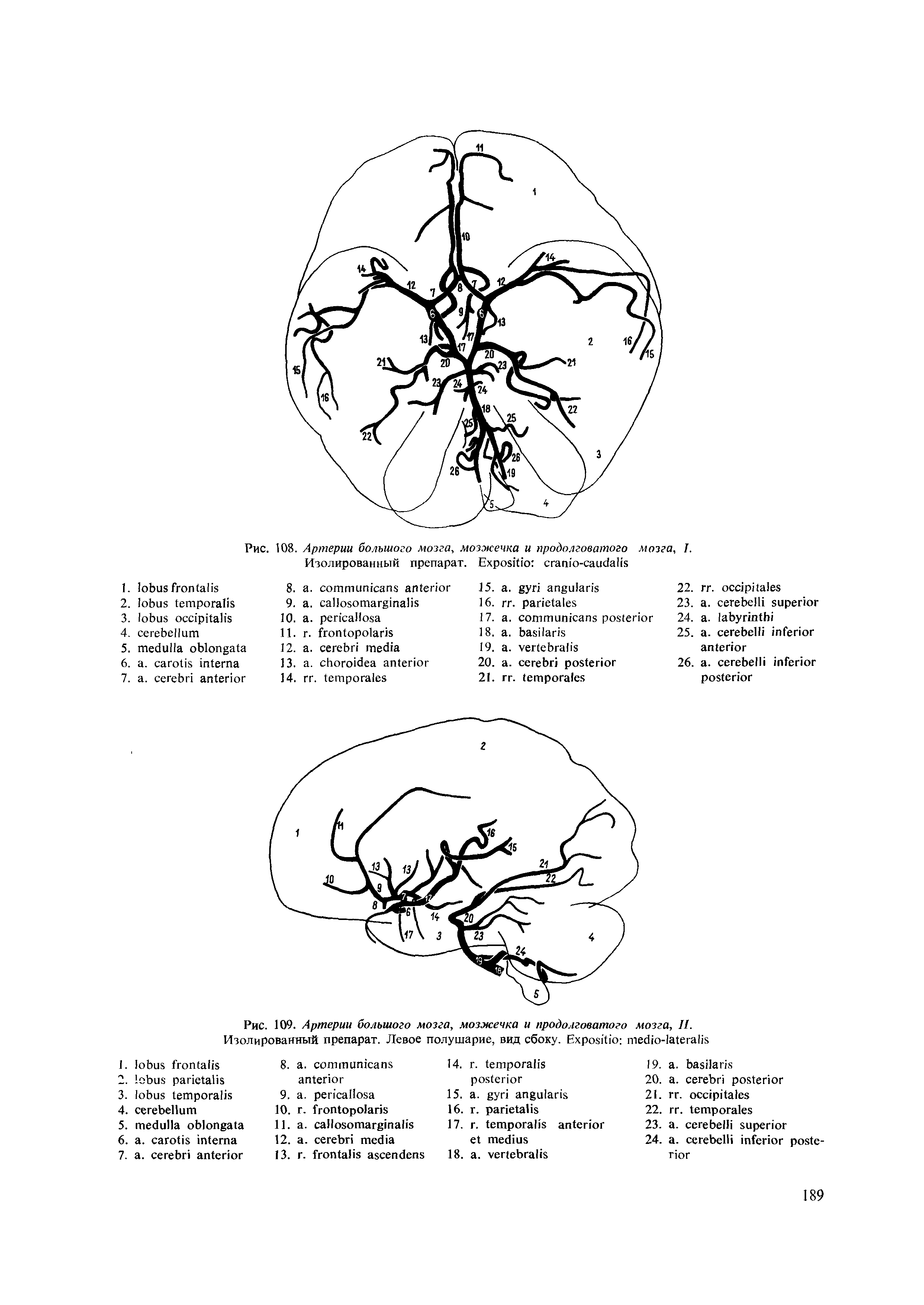 Рис. 108. Артерии большого мозга, мозжечка и продолговатого мозга., I- ...