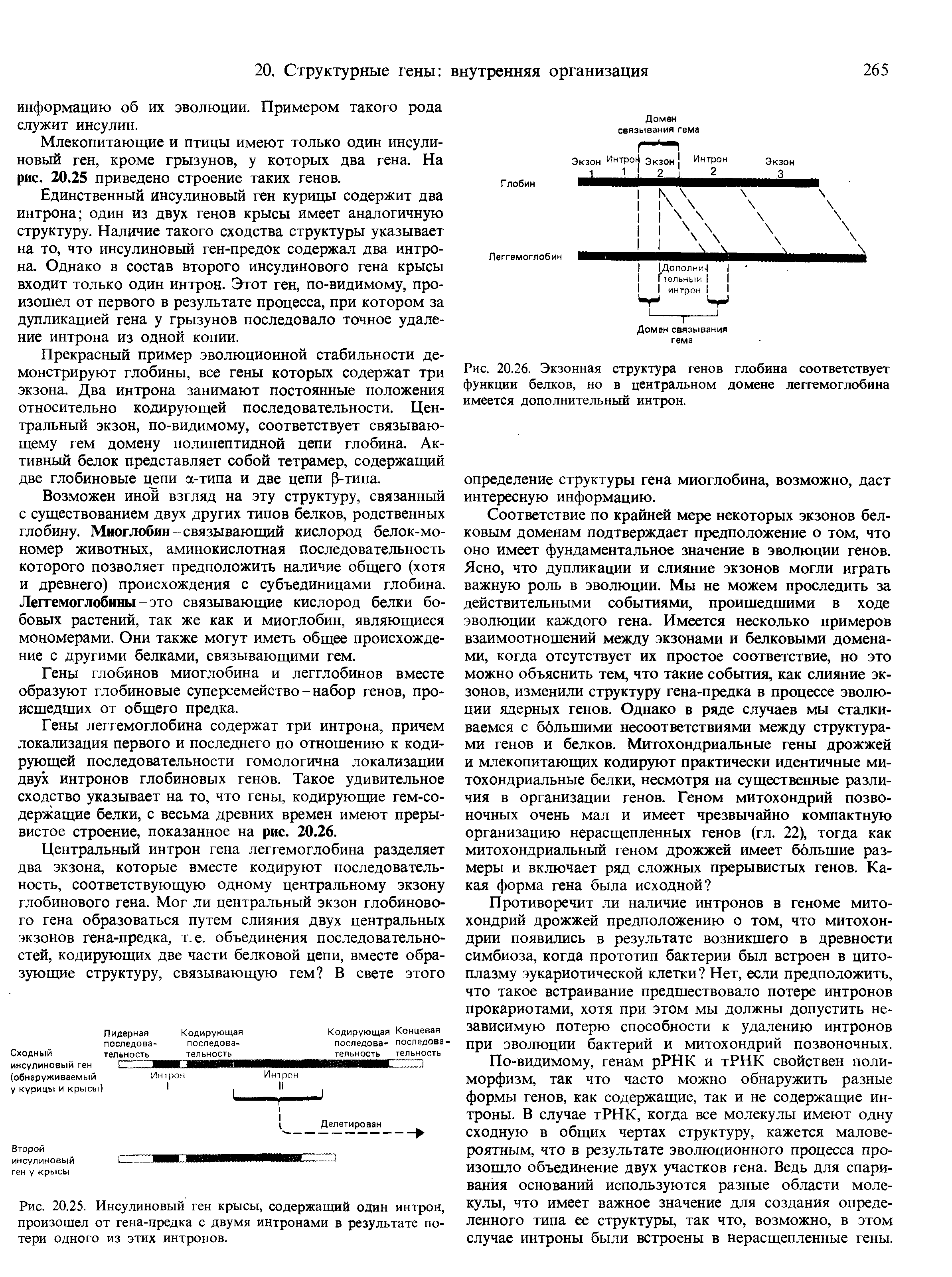 Рис. 20.26. Экзонная структура генов глобина соответствует функции белков, но в центральном домене леггемоглобина имеется дополнительный интрон.