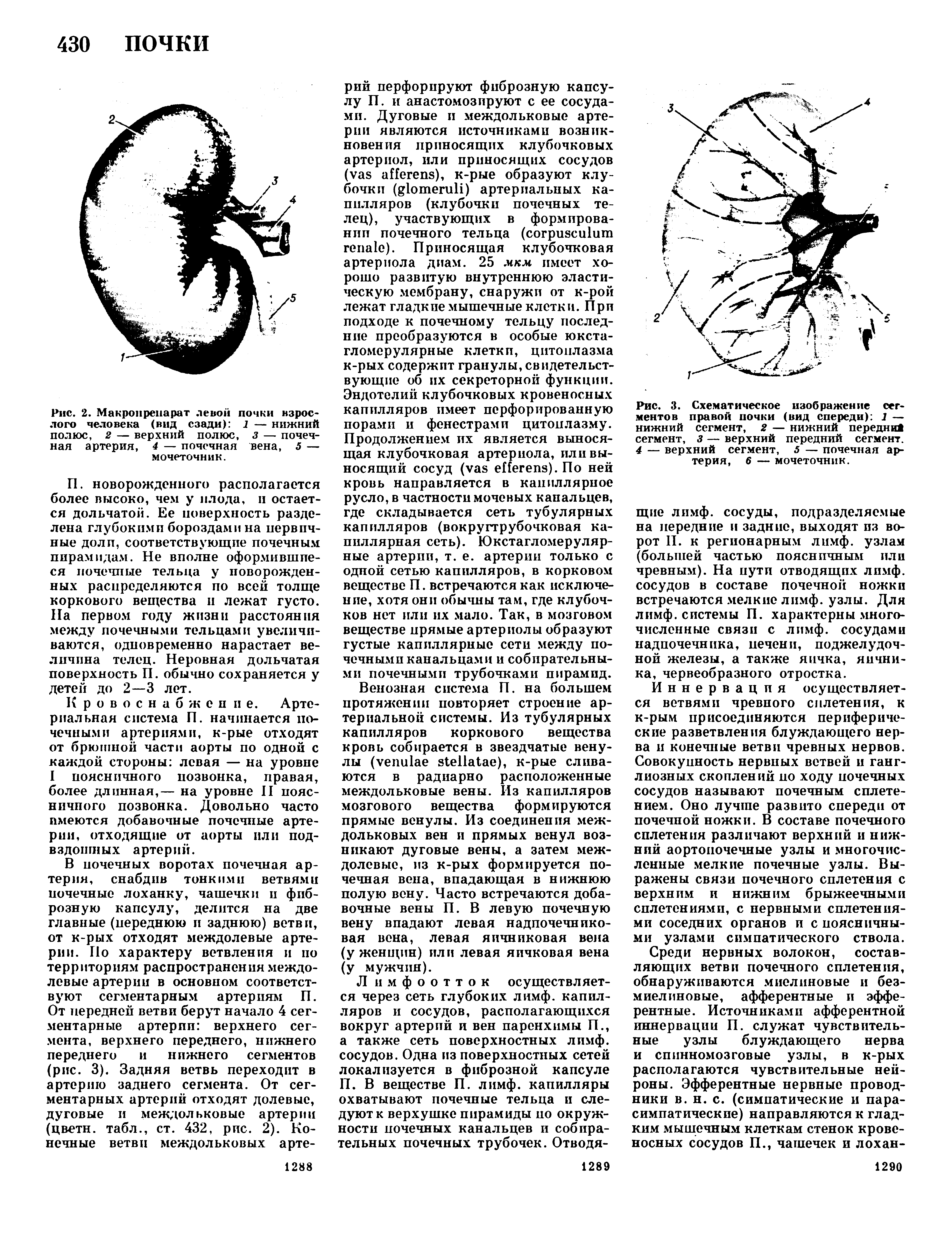 Рис. 3. Схематическое изображение сегментов правой почки (вид спереди) 1 — нижний сегмент, 2 — нижний передни сегмент, з — верхний передний сегмент. 4 — верхний сегмент, 5 — почечная артерия, 6 — мочеточник.