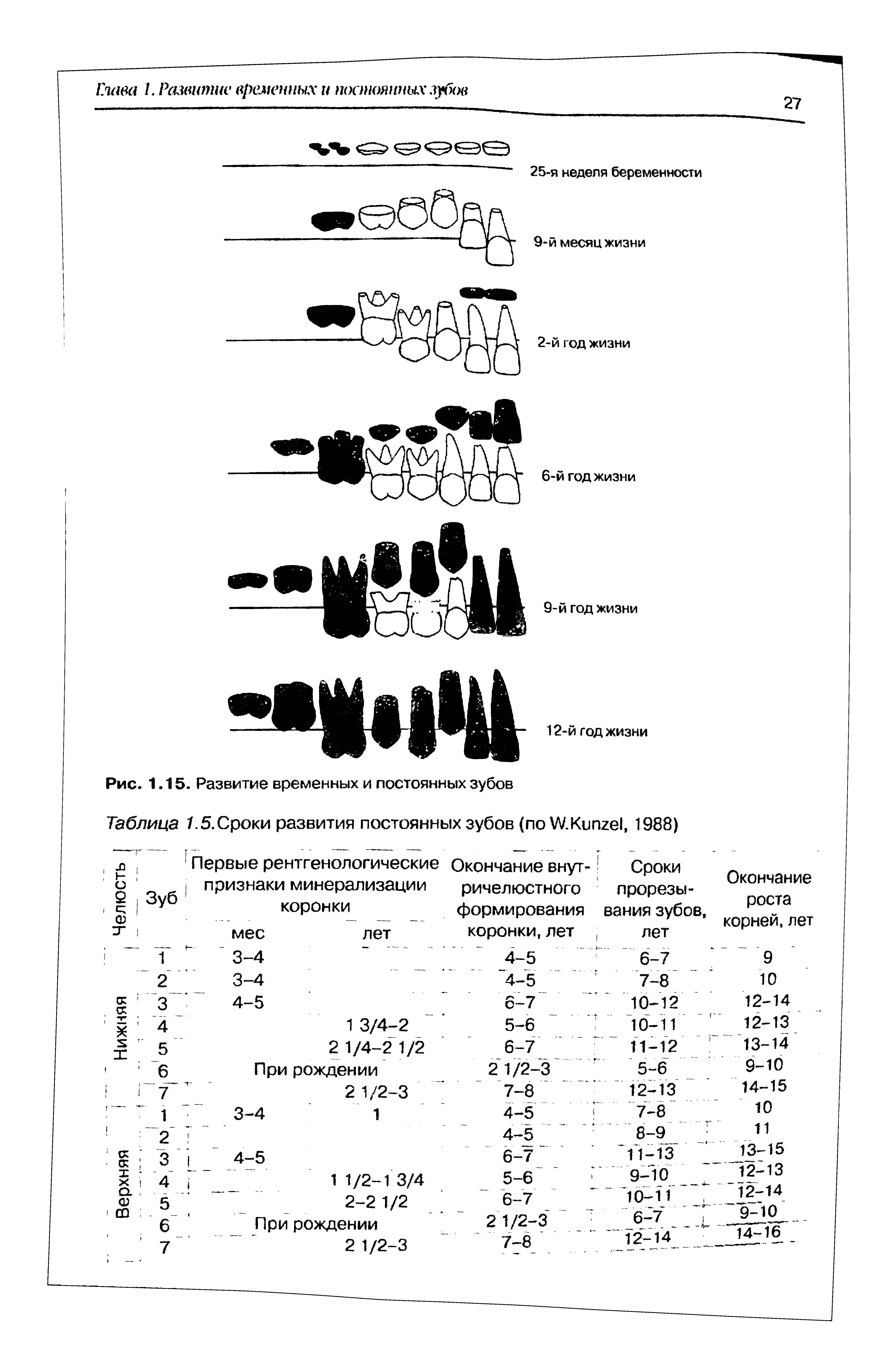 Таблица 1.5. Сроки развития постоянных зубов (по №.Кипге1, 1988)...