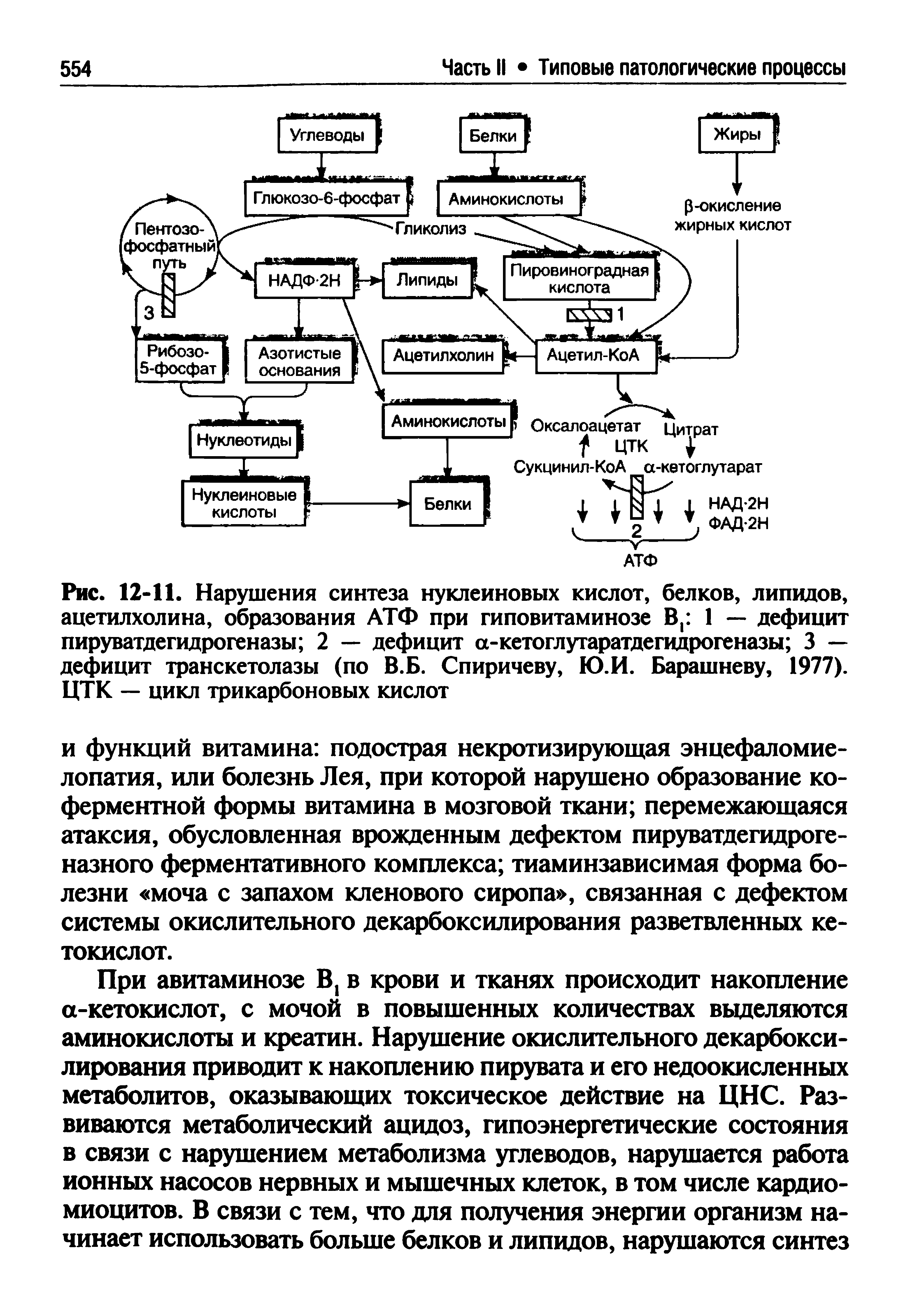 Рис. 12-11. Нарушения синтеза нуклеиновых кислот, белков, липидов, ацетилхолина, образования АТФ при гиповитаминозе В, 1 — дефицит пируватдегидрогеназы 2 — дефицит а-кетоглутаратдегидрогеназы 3 — дефицит транскетолазы (по В.Б. Спиричеву, Ю.И. Барашневу, 1977). ЦТК — цикл трикарбоновых кислот...