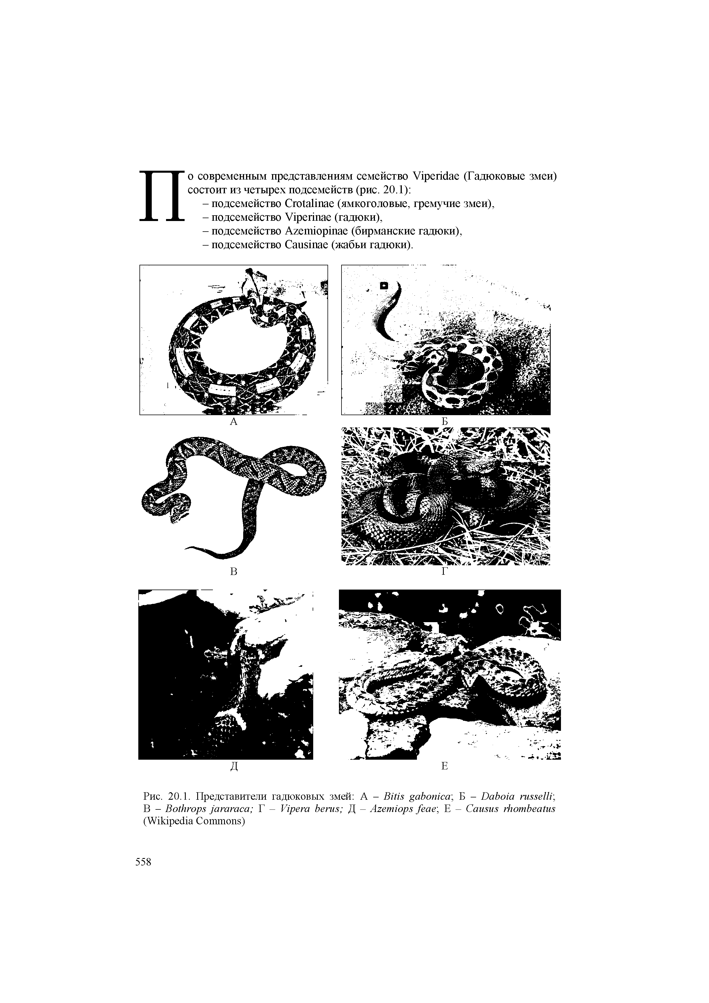 Рис. 20.1. Представители гадюковых змей А - B , Б - D , В - B Г - V Д - A , E - C (W C )...