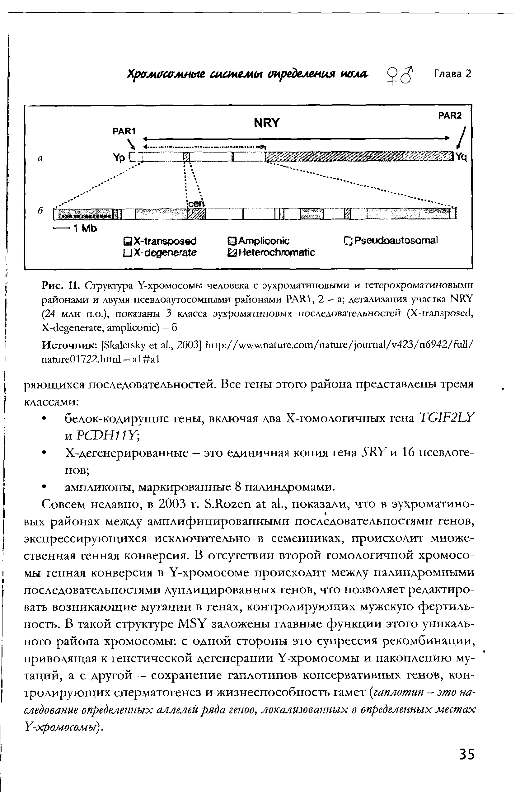 Рис. 11. Структура Y-хромосомы человека с эухроматиновыми и гетерохроматиновыми районами и двумя псевдоаутосомными районами PARI, 2 — а детализация участка NRY (24 млн п.о.), показаны 3 класса эухромагиновых последовательностей (X- , X- , ) - б...