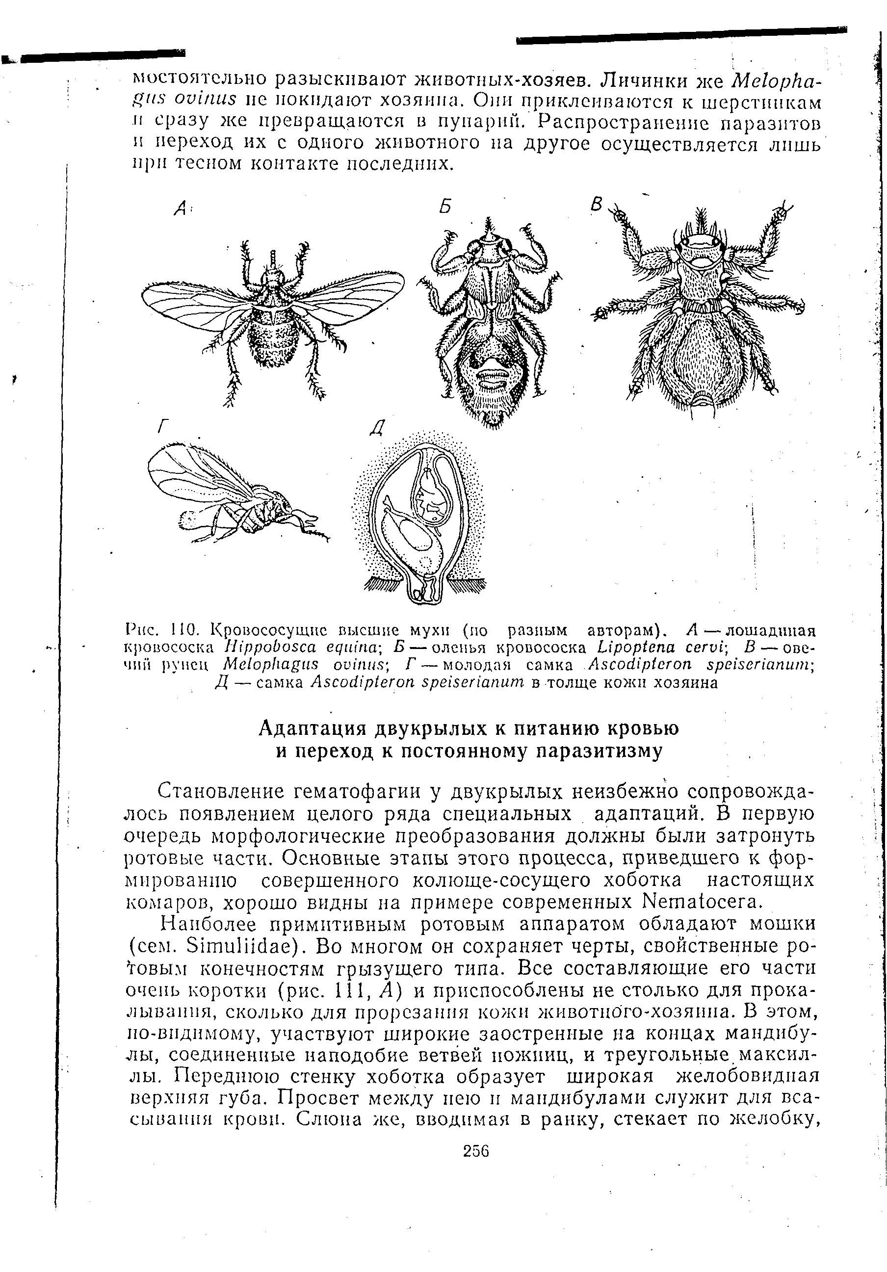 Рис. НО. Кровососущие высшие мухи (по разным авторам). А—лошадиная кровососка H -, Б — оленья кровососка L -, В — овечий рунец M Г — молодая самка A ...