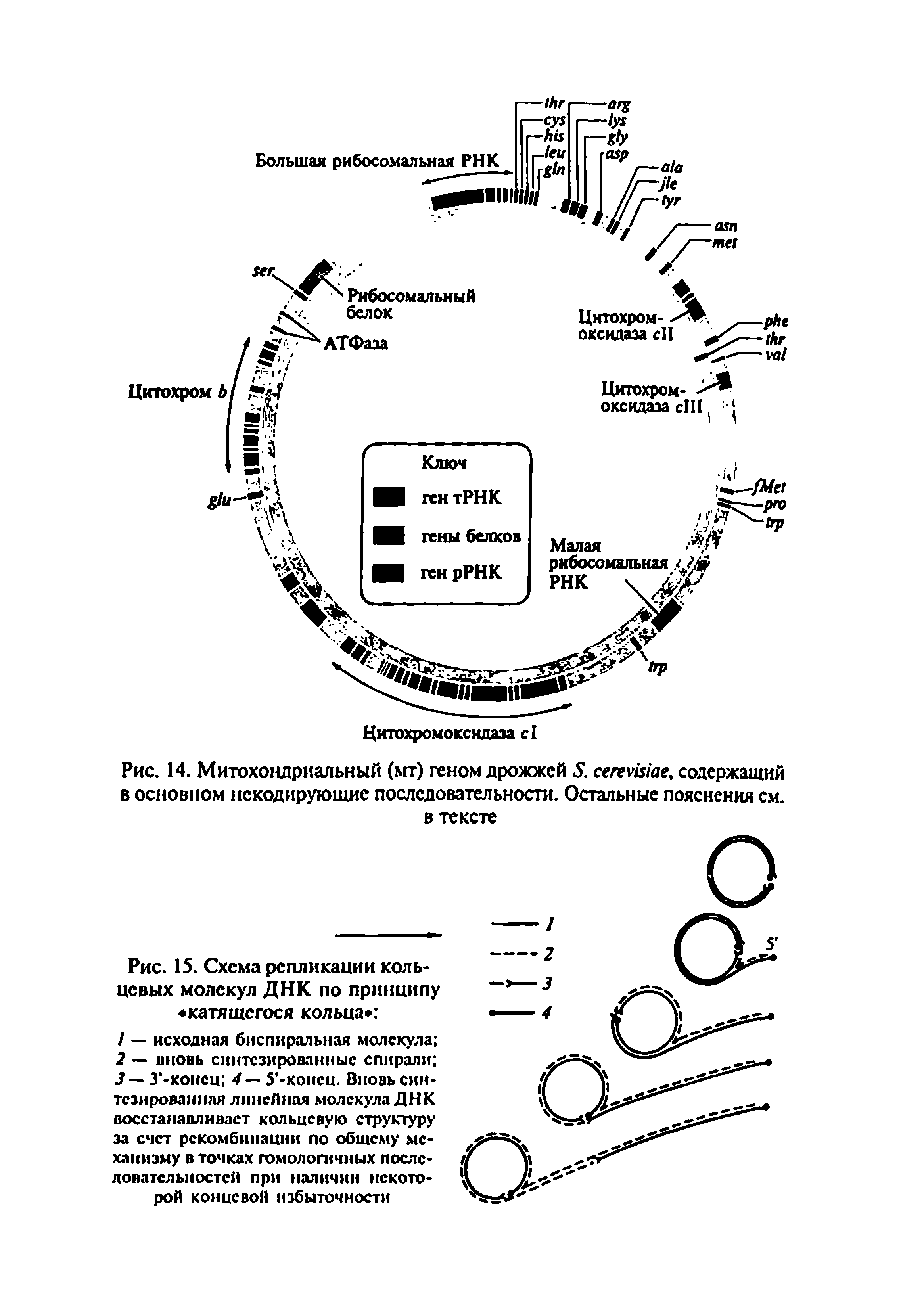 Рис. 14. Митохондриальный (мт) геном дрожжей 5. сегеушае, содержащий в основном нскодируюшие последовательности. Остальные пояснения с.м.