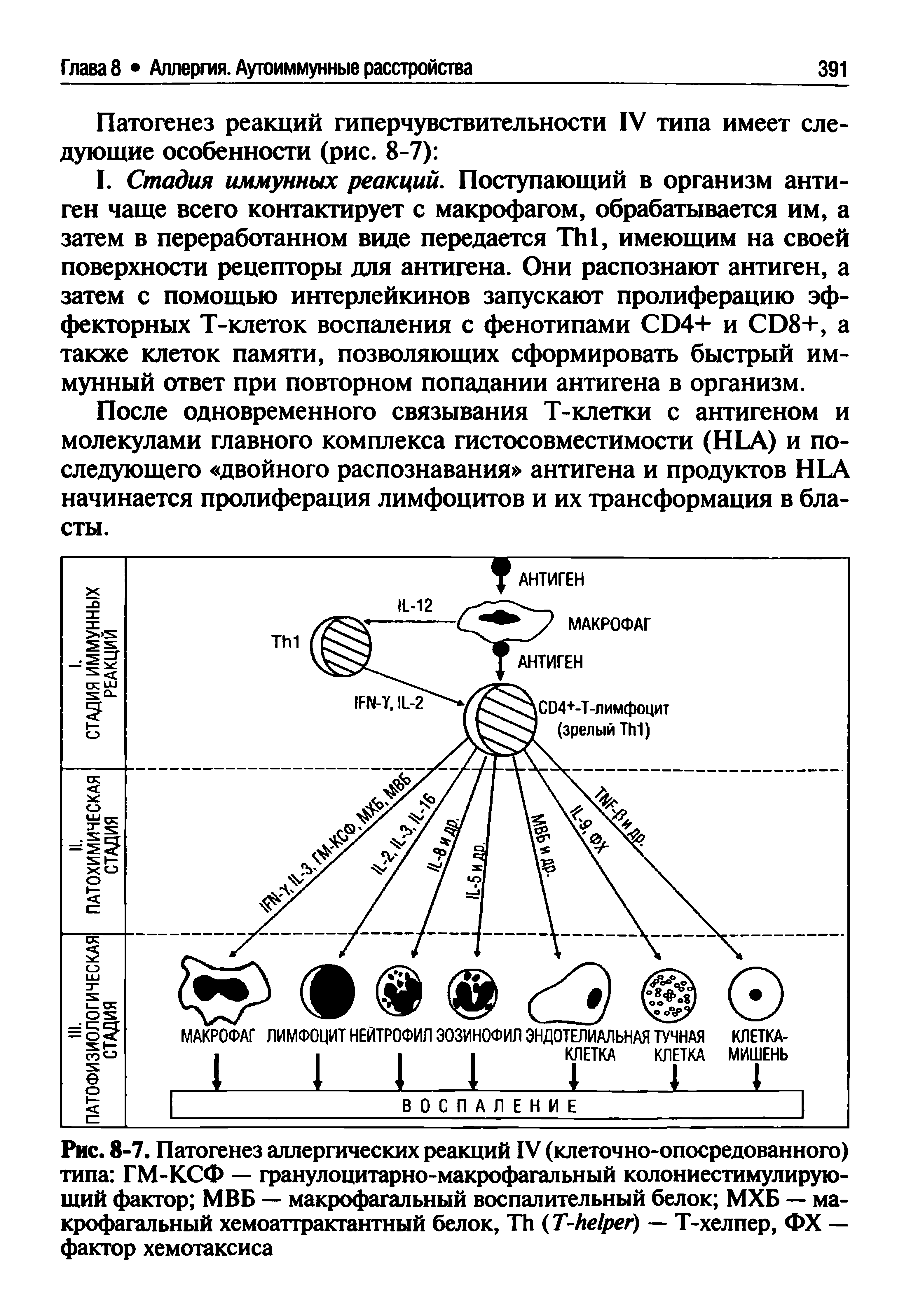 Рис. 8-7. Патогенез аллергических реакций IV (клеточно-опосредованного) типа ГМ-КСФ — гранулоцитарно-макрофагальный колониестимулирующий фактор МВБ — макрофагальный воспалительный белок МХБ — макрофагальный хемоаттрактантный белок, T (T- ) — Т-хелпер, ФХ — фактор хемотаксиса...