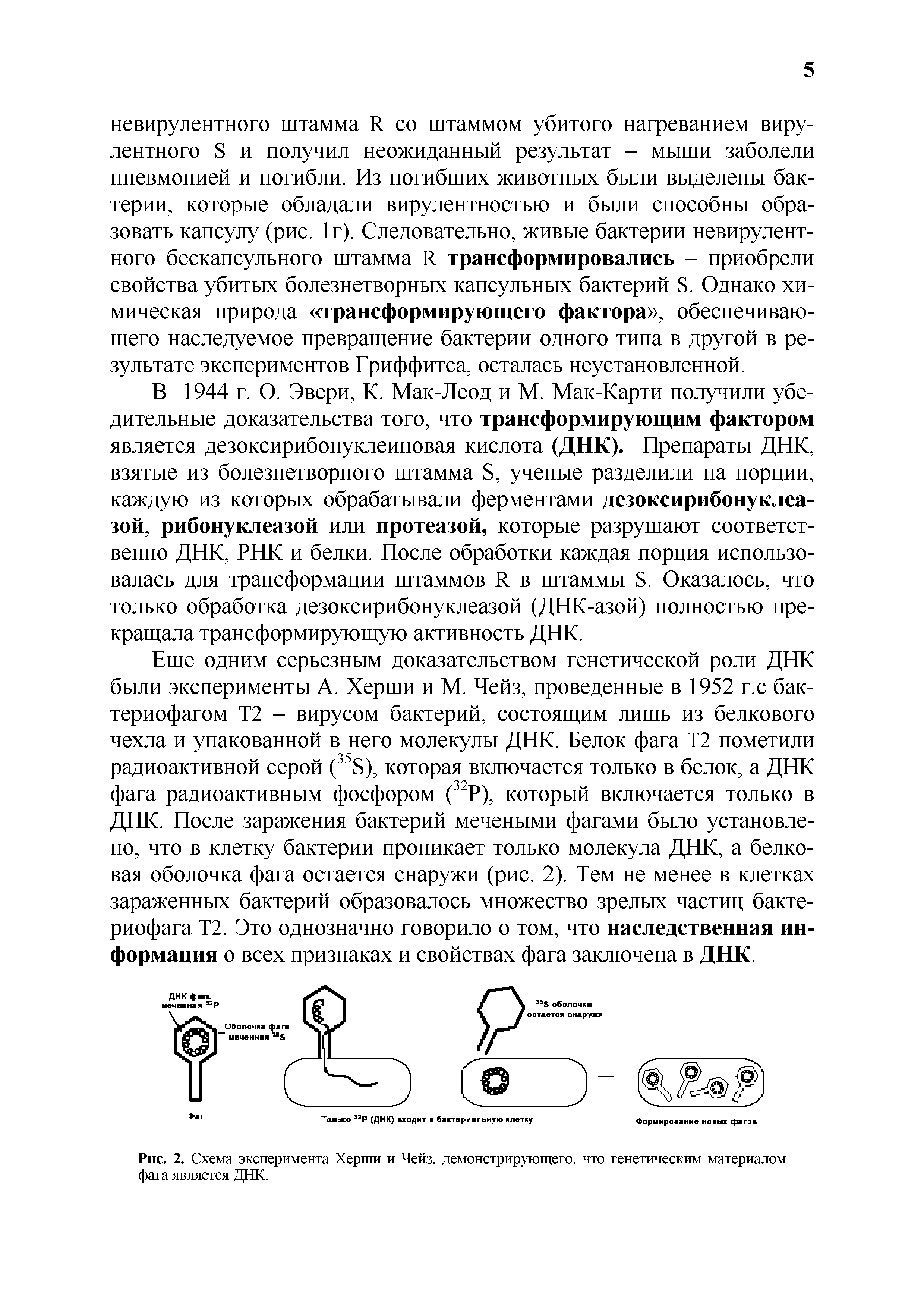 Рис. 2. Схема эксперимента Херши и Чейз, демонстрирующего, что генетическим материалом фага является ДНК.