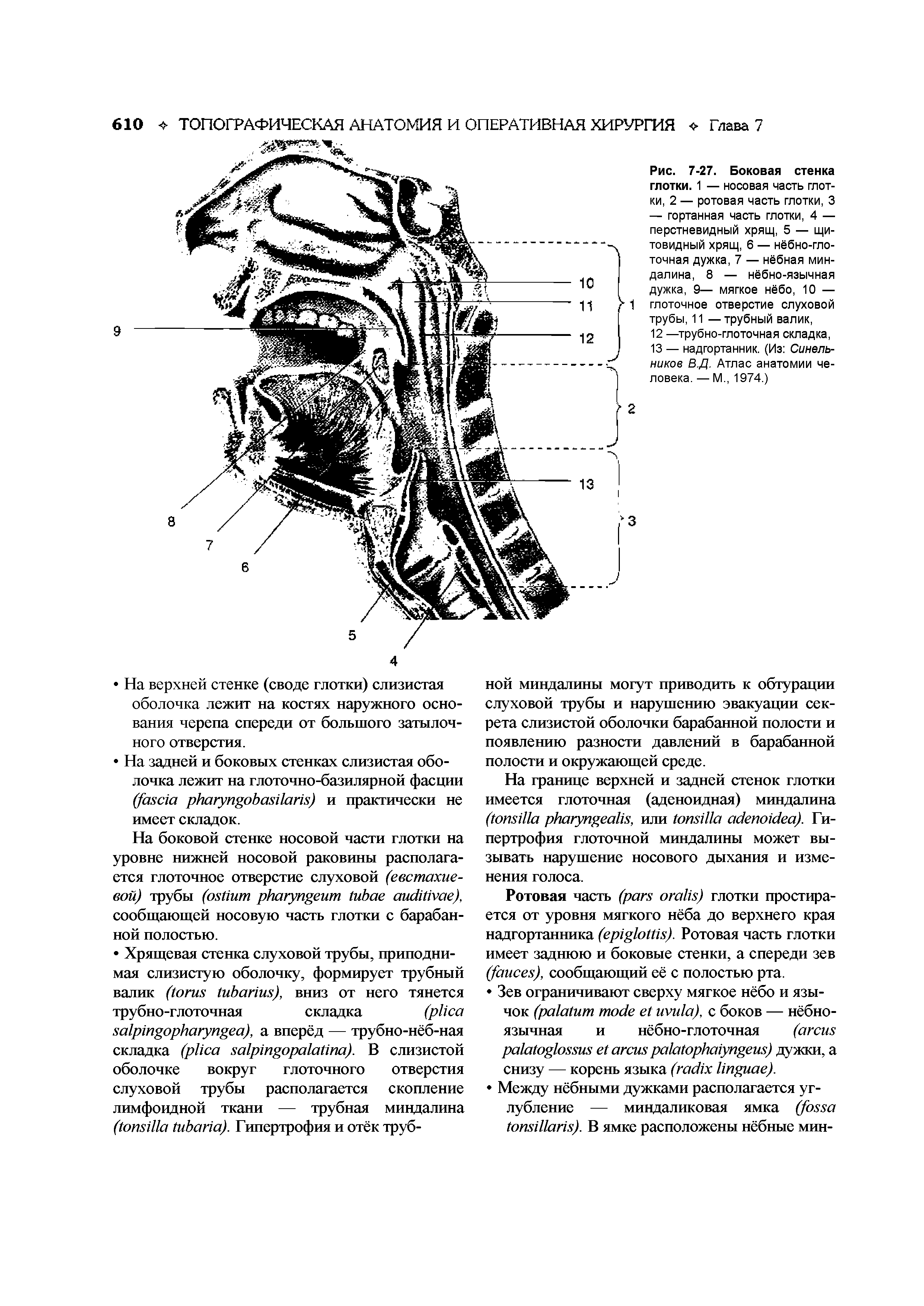 Рис. 7-27. Боковая стенка глотки. 1 — носовая часть глотки, 2 — ротовая часть глотки, 3 — гортанная часть глотки, 4 — перстневидный хрящ, 5 — щитовидный хрящ, 6 — нёбно-глоточная дужка, 7 — нёбная миндалина, 8 — нёбно-язычная дужка, 9— мягкое нёбо, 10 — глоточное отверстие слуховой трубы, 11 — трубный валик,...