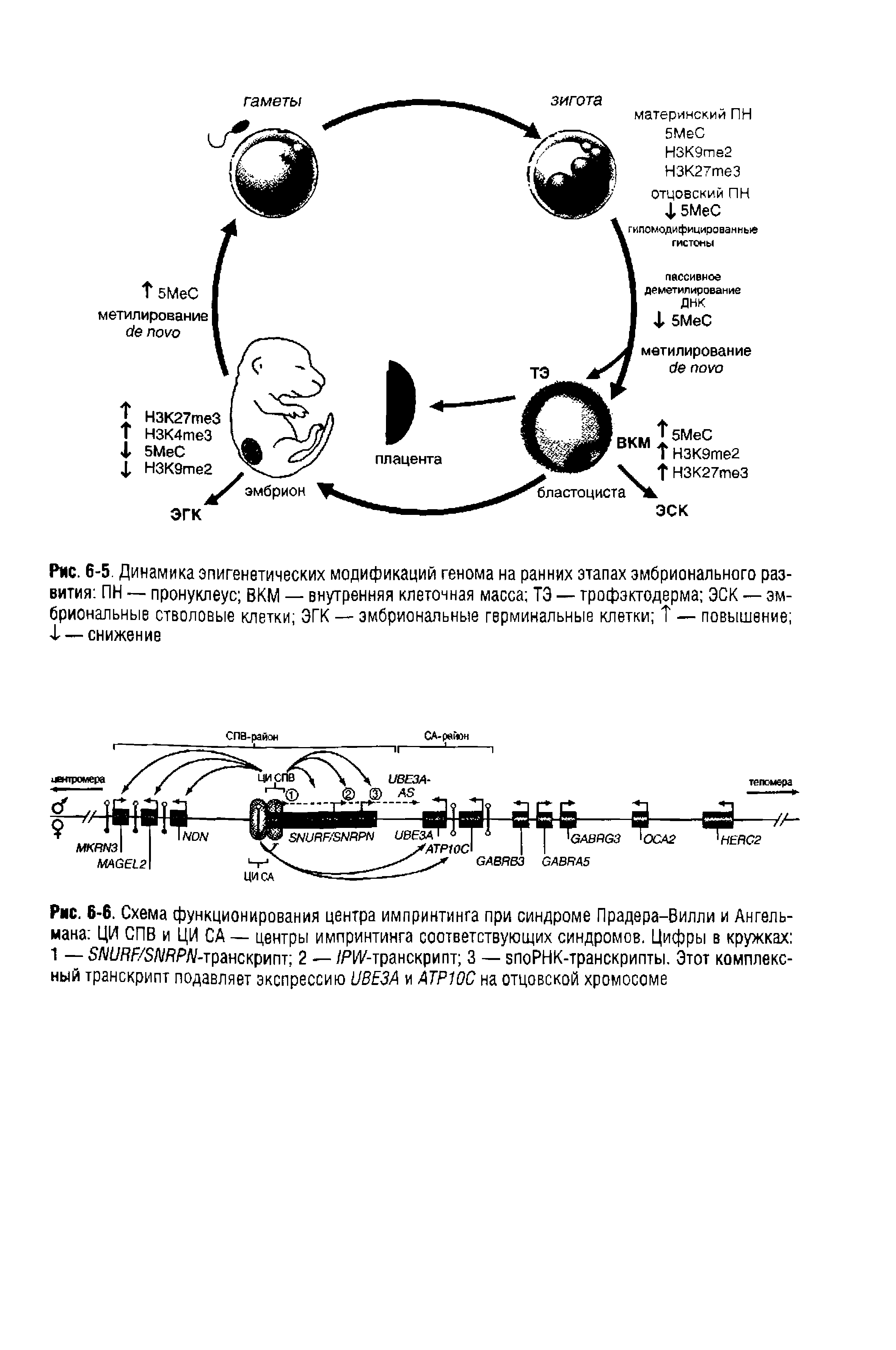 Рис. 6-6. Схема функционирования центра импринтинга при синдроме Прадера-Вилли и Ангель-мана ЦИ СПВ и ЦИ СА — центры импринтинга соответствующих синдромов. Цифры в кружках 1 — 5/УШ Г/5Л/ЯР/У-транскрипт 2 — /РИ/-транскрипт 3 — впоРНК-транскрипты. Этот комплексный транскрипт подавляет экспрессию иВЕЗА и АТР1ОС на отцовской хромосоме...