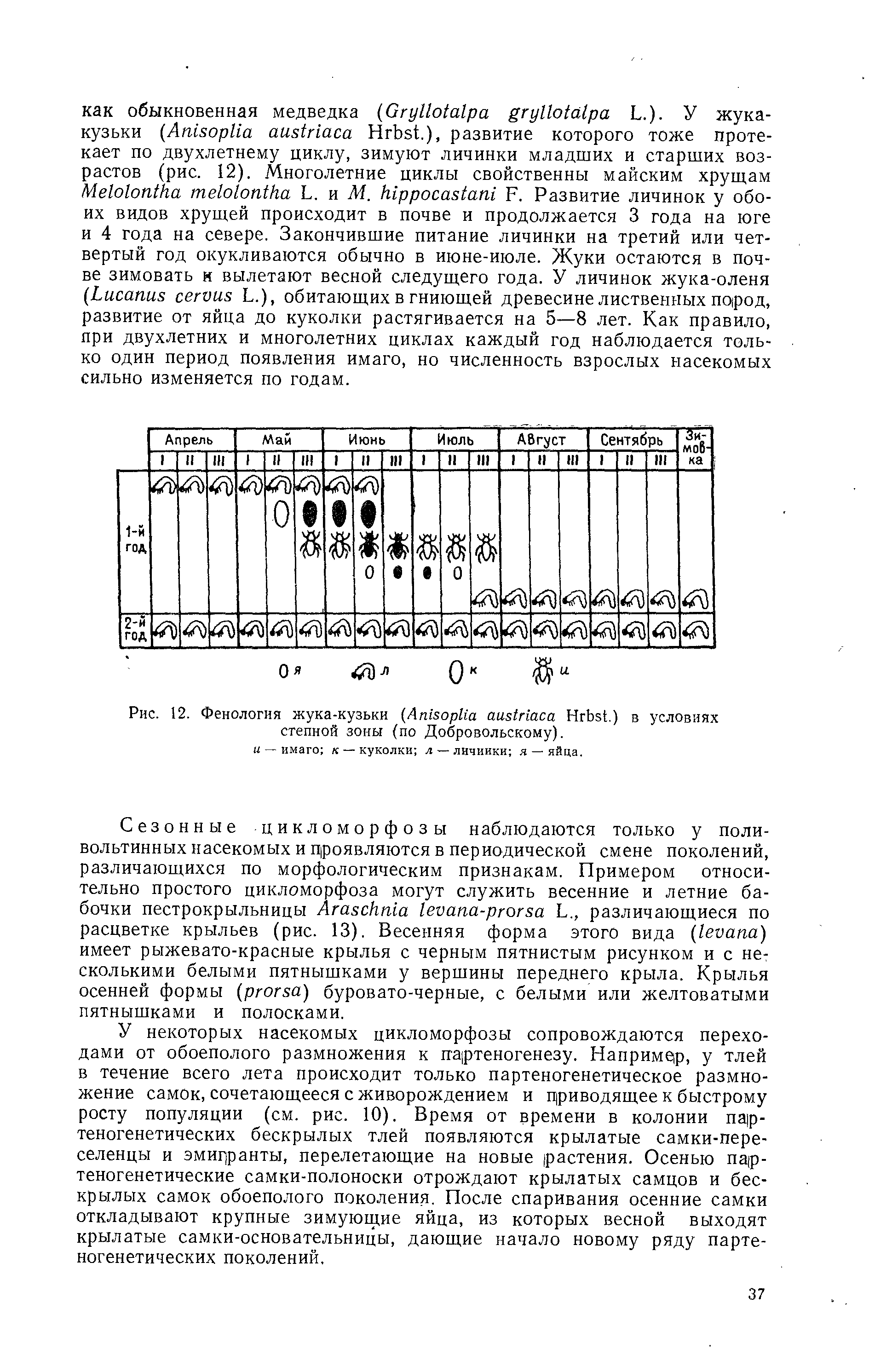 Рис. 12. Фенология жука-кузьки (A H .) в условиях степной зоны (по Добровольскому).