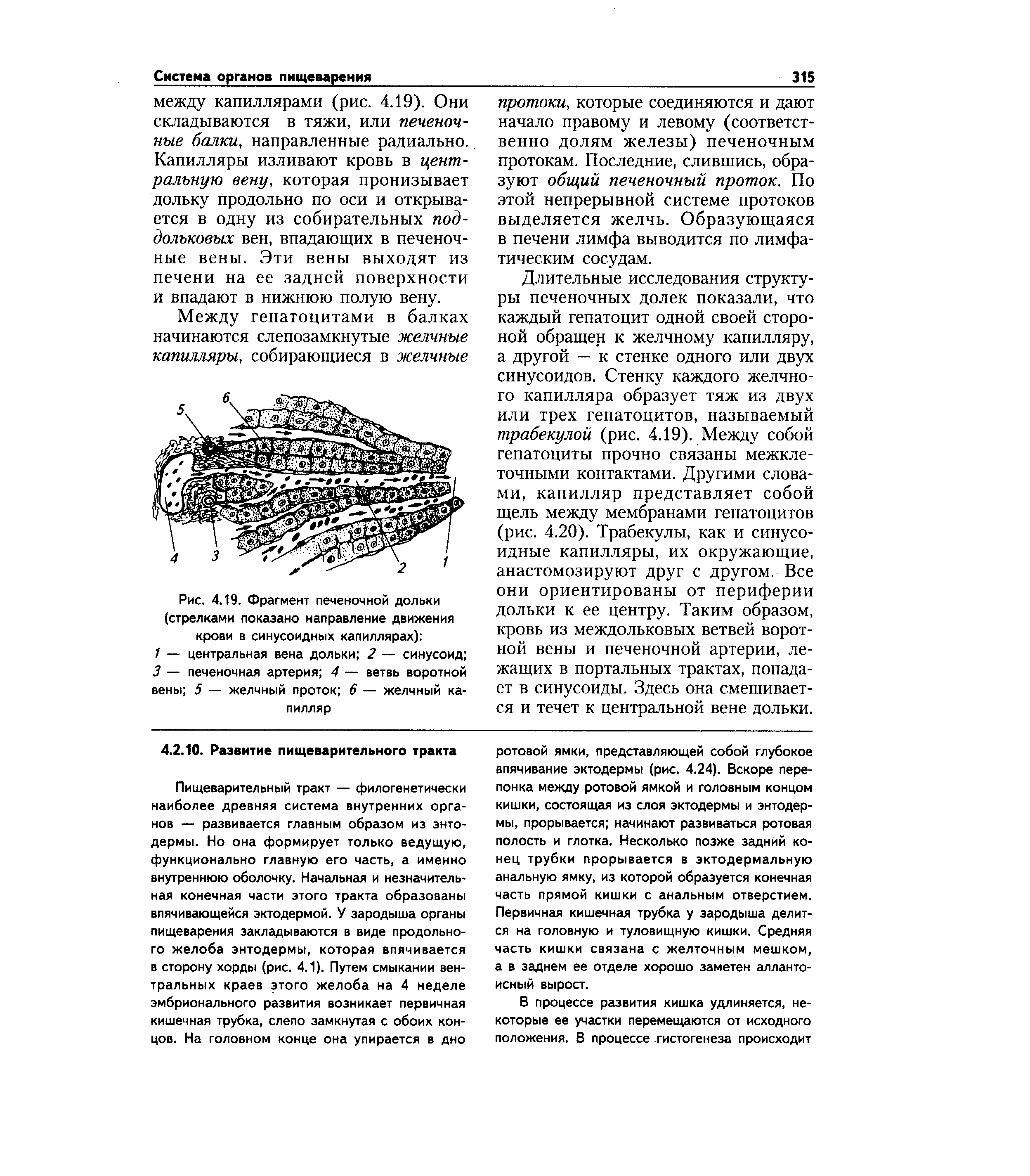 Рис. 4.19. Фрагмент печеночной дольки (стрелками показано направление движения крови в синусоидных капиллярах) ...