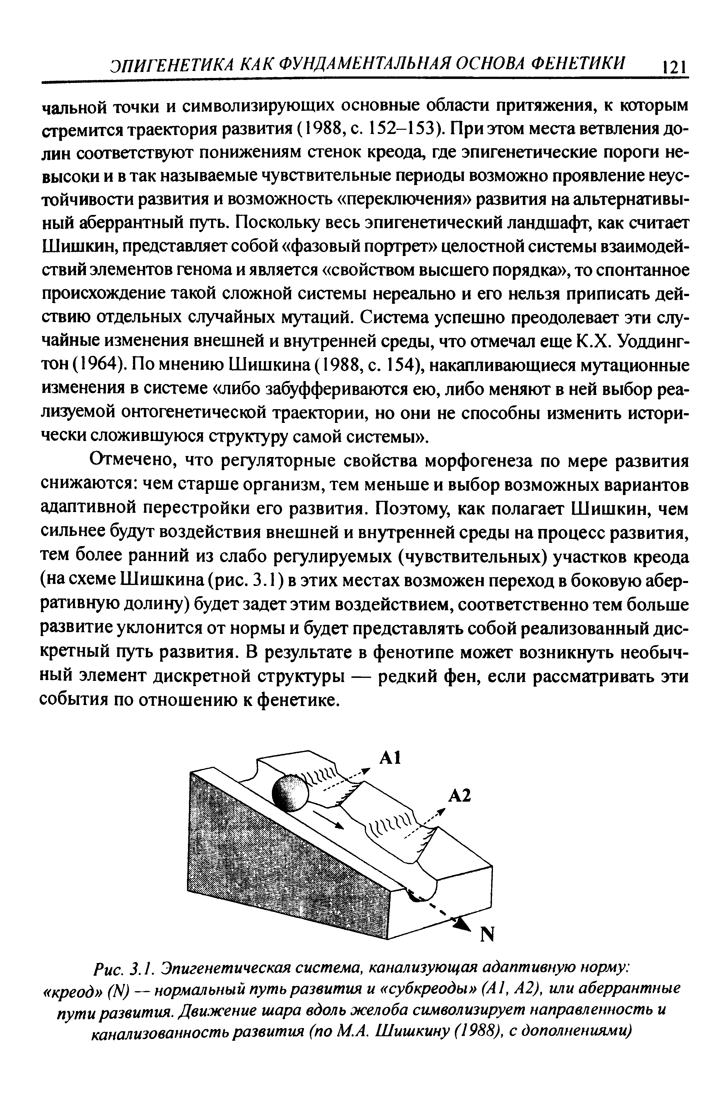 Рис. 3.1. Эпигенетическая система, канализующая адаптивную норму креод (К) — нормальный путь развития и субкреоды (А1, А2), или аберрантные пути развития. Движение шара вдоль желоба символизирует направленность и канализованность развития (по М.А. Шишкину (1988), с дополнениями)...