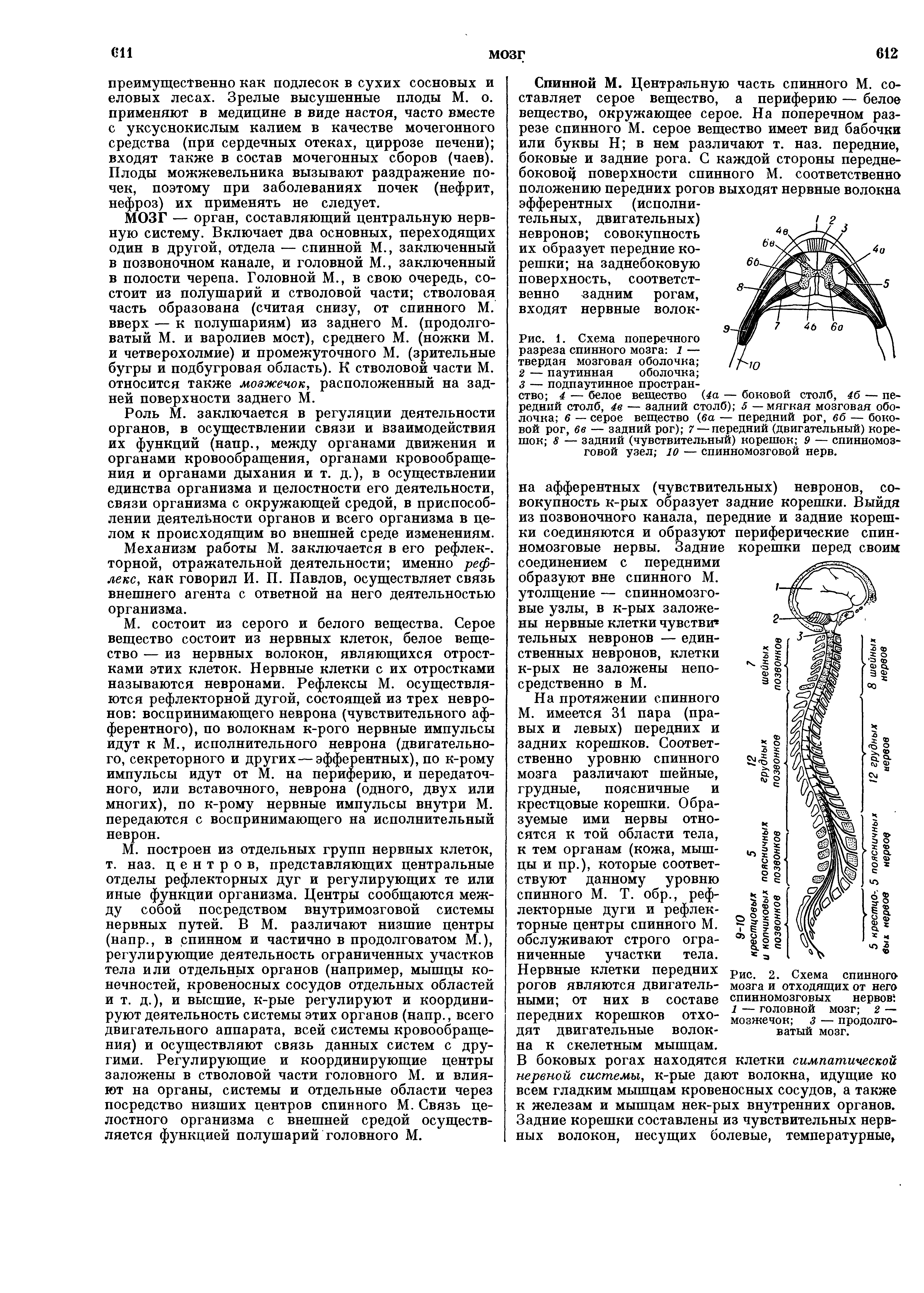 Рис. 2. Схема спинного мозга и отходящих от него спинномозговых нервов 1 — головной мозг 2 — мозжечок з — продолговатый мозг.