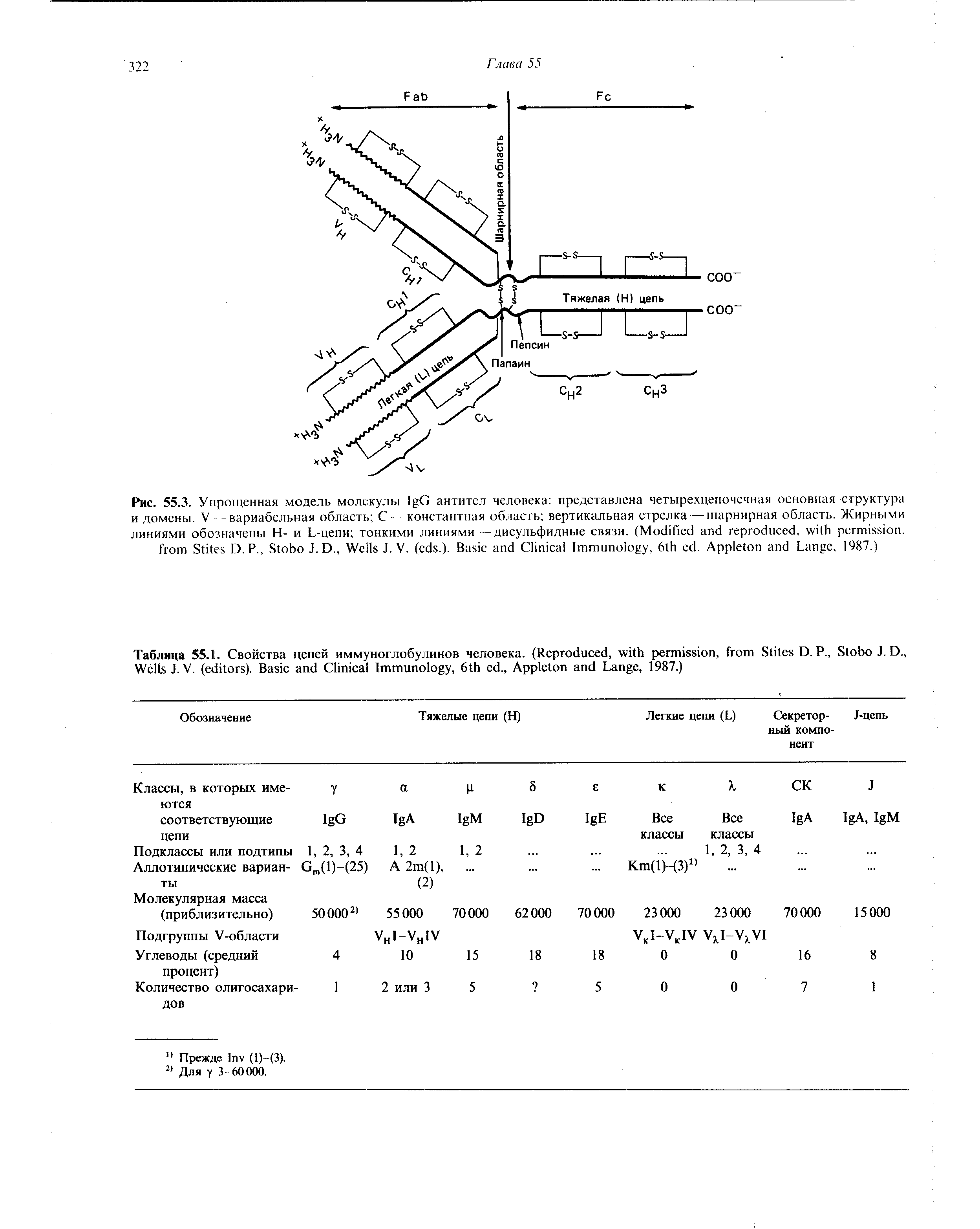 Таблица 55.11. Свойства цепей иммуноглобулинов человека. (R , , S D. P., S J. D.,...