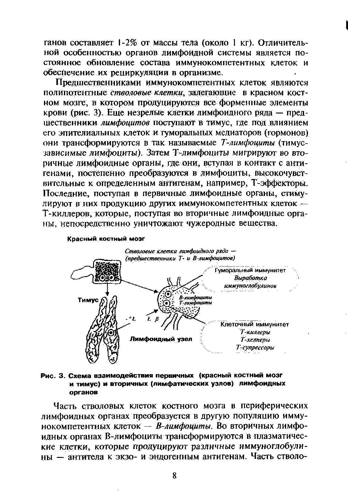 Рис. 3. Схема взаимодействия первичных (красный костный мозг и тимус) и вторичных (лимфатических узлов) лимфоидных органов...