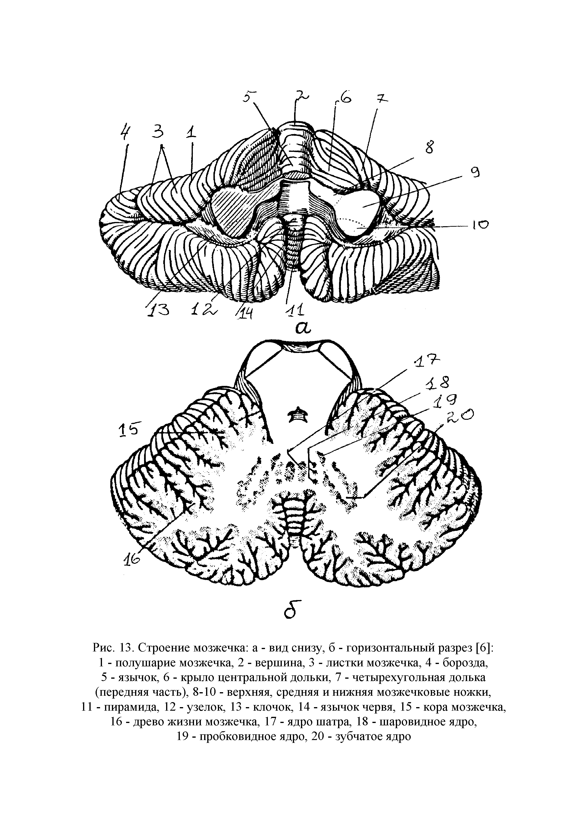 Рис. 13. Строение мозжечка а - вид снизу, б - горизонтальный разрез [6] 1 - полушарие мозжечка, 2 - вершина, 3 - листки мозжечка, 4 - борозда, 5 - язычок, 6 - крыло центральной дольки, 7 - четырехугольная долька (передняя часть), 8-10 - верхняя, средняя и нижняя мозжечковые ножки, 11 - пирамида, 12 - узелок, 13 - клочок, 14 - язычок червя, 15 - кора мозжечка, 16 - древо жизни мозжечка, 17 - ядро шатра, 18 - шаровидное ядро,...