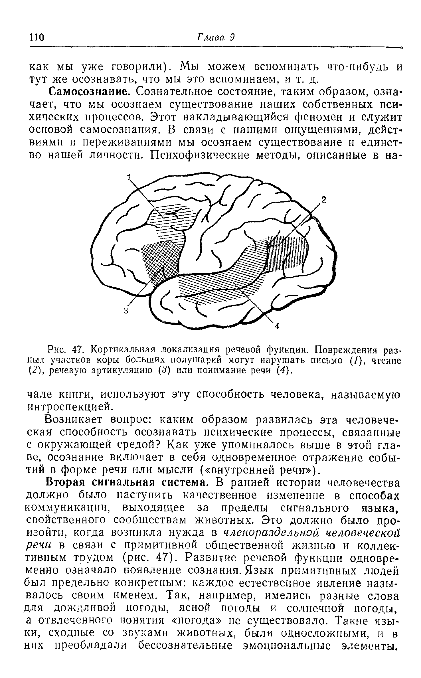 Рис. 47. Кортикальная локализация речевой функции. Повреждения разных участков коры больших полушарий могут нарушать письмо (/), чтение (2), речевую артикуляцию (5) или понимание речи (4).