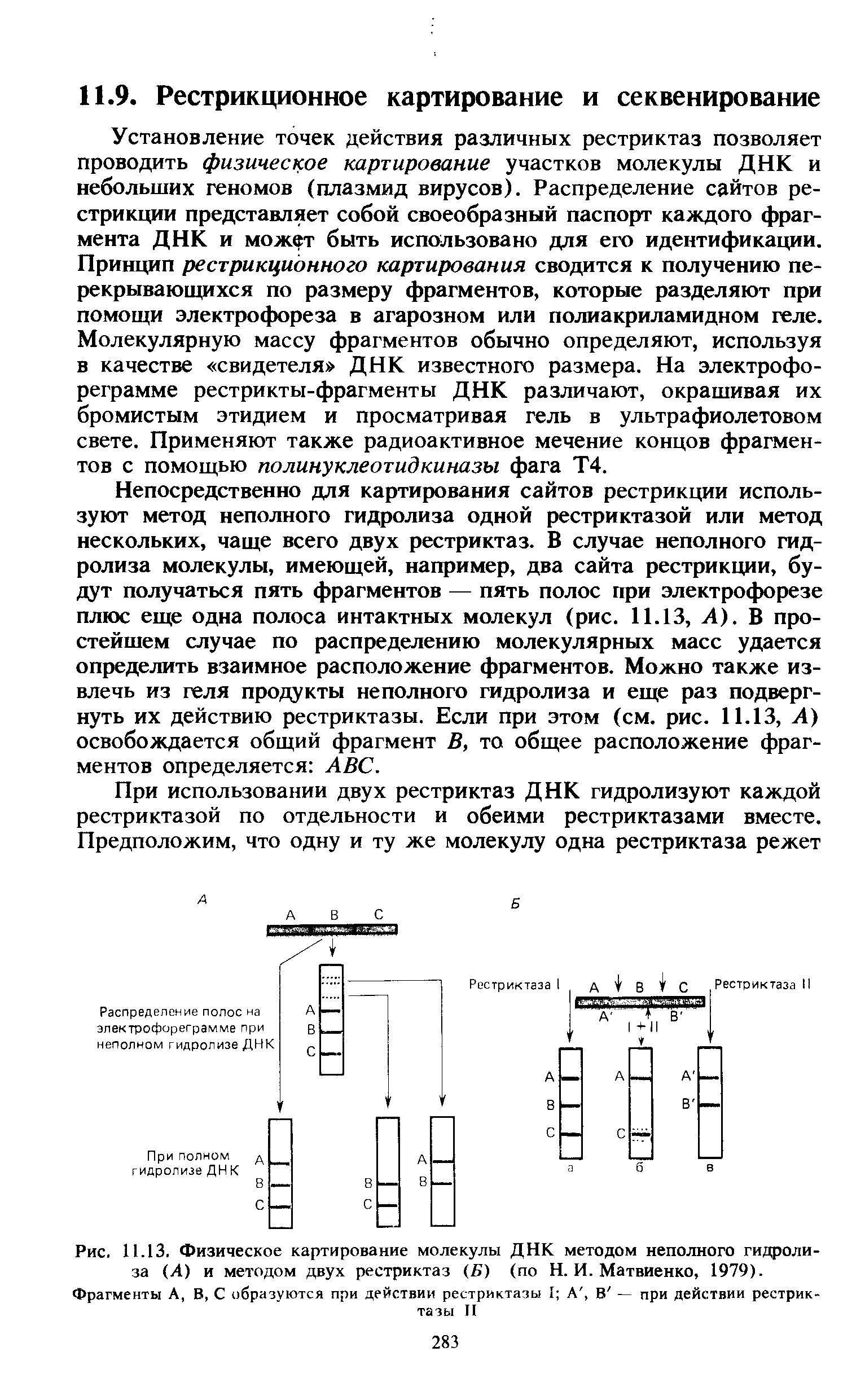 Рис. 11.13. Физическое картирование молекулы ДНК методом неполного гидролиза (А) и методом двух рестриктаз (Б) (по Н. И. Матвиенко, 1979).