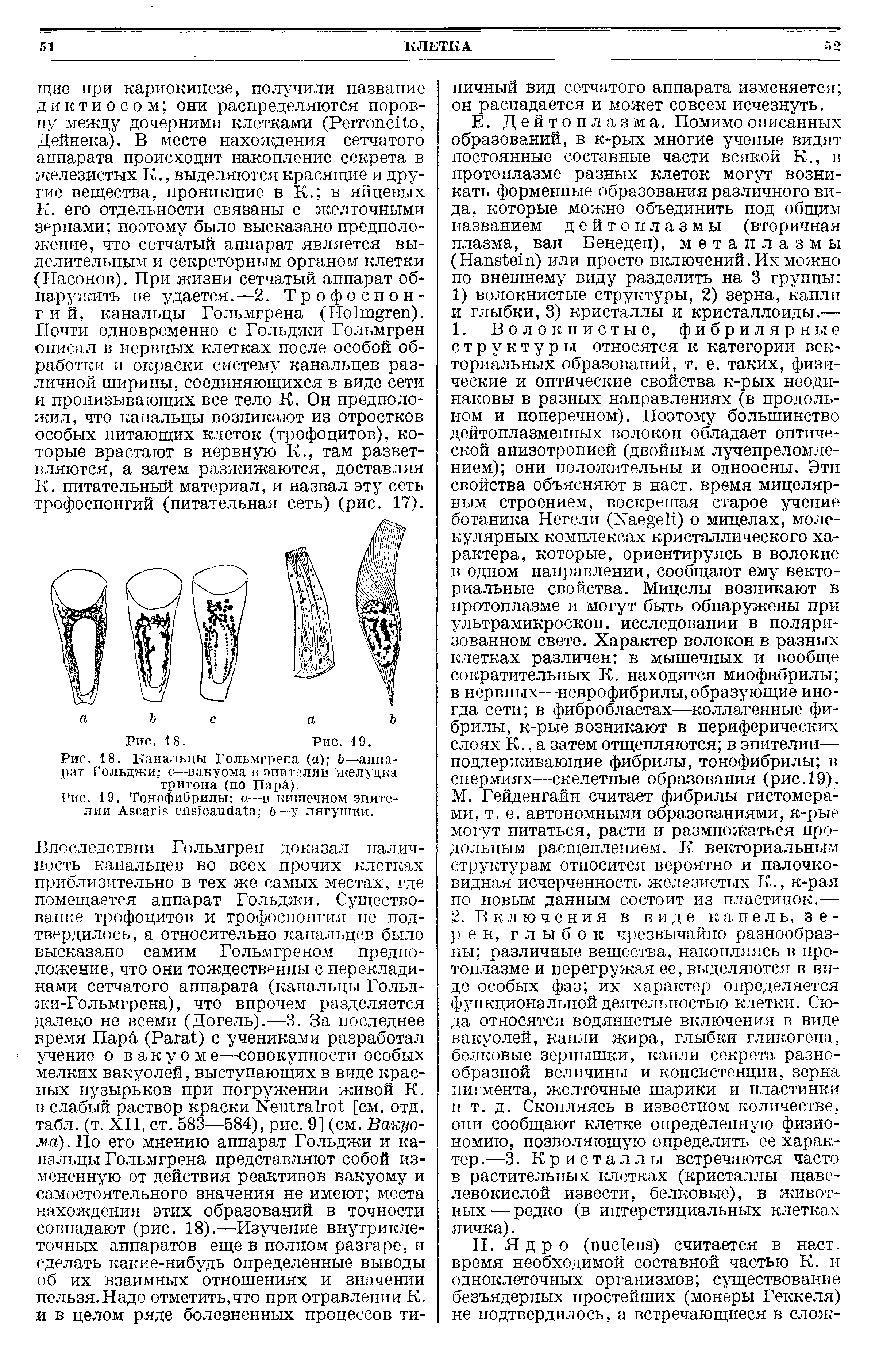 Рис. 18. Канальцы Гольмгрена (а) Ь—аппарат Гольджи с—вакуома в эпителии желудка тритона (по I ).