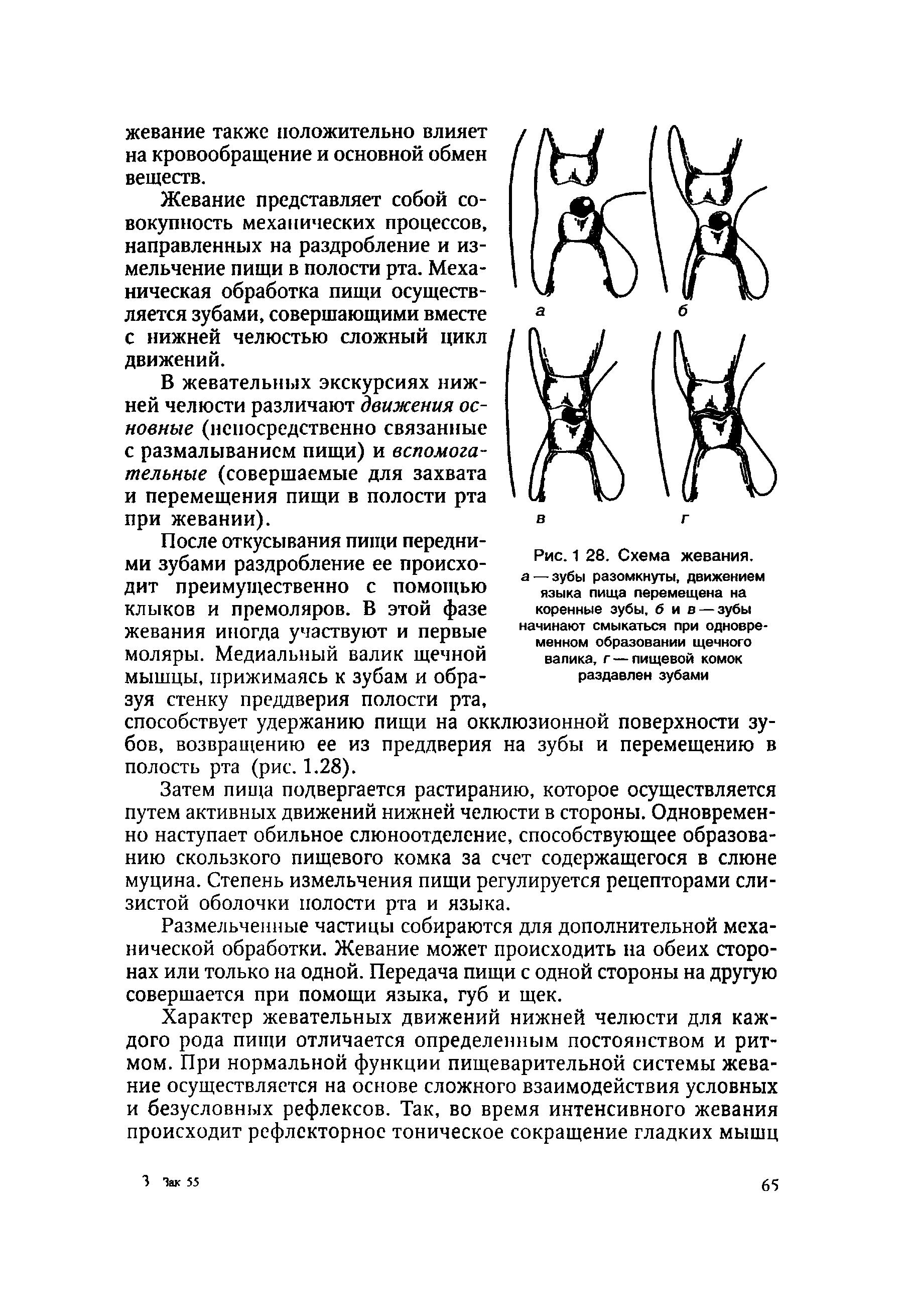 Рис. 1 28. Схема жевания, а — зубы разомкнуты, движением языка пища перемещена на коренные зубы, б и в — зубы начинают смыкаться при одновре менном образовании щечного валика, г — пищевой комок раздавлен зубами...