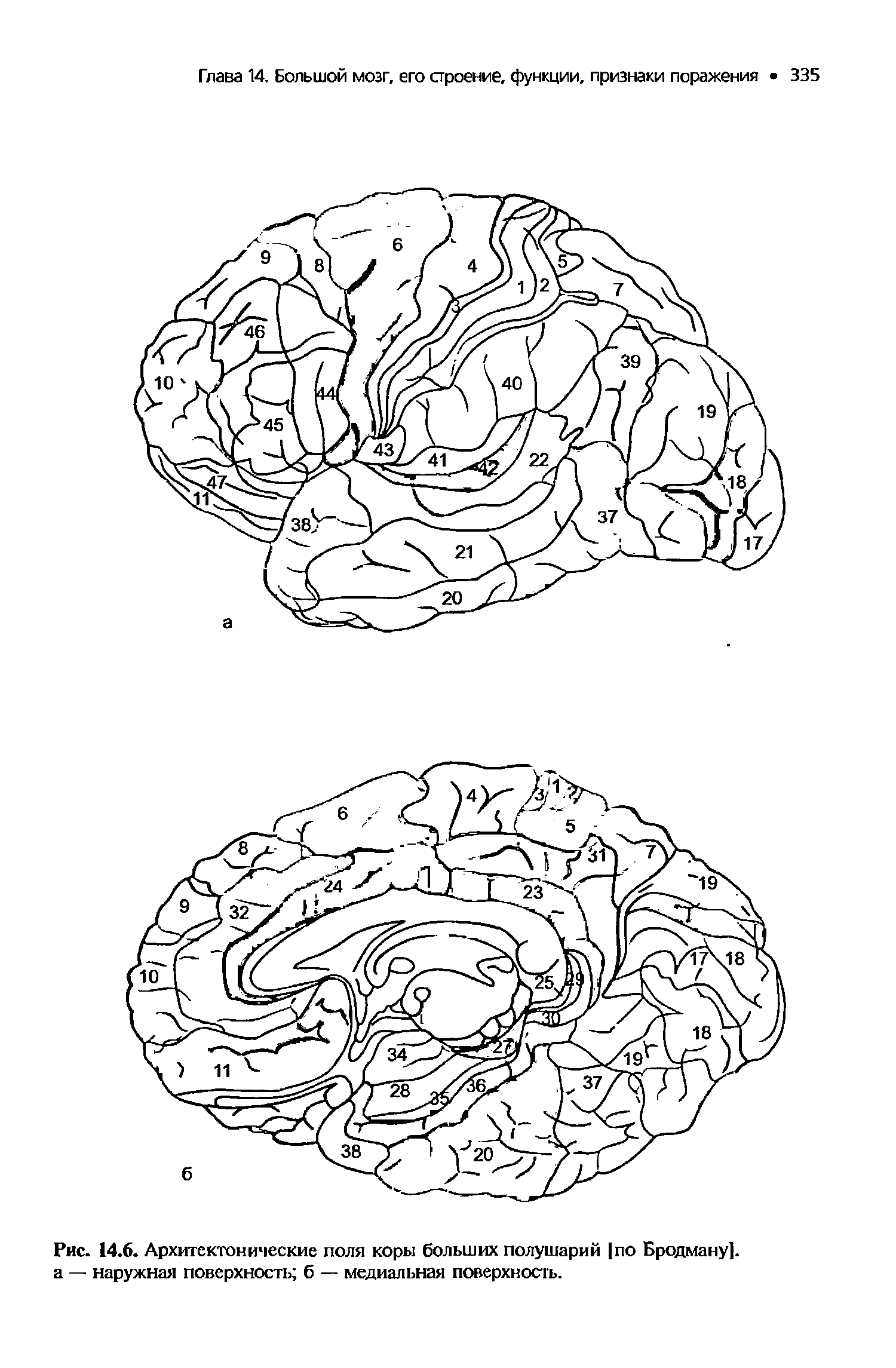 Рис. 14.6. Архитектонические поля коры больших полушарий [по Бродману]. а — наружная поверхность б — медиальная поверхность.