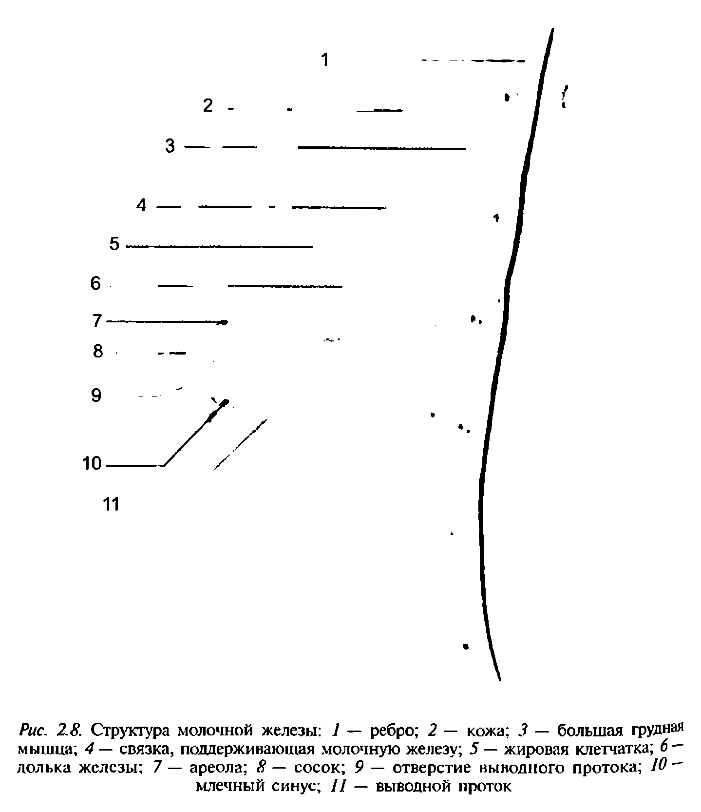 Рис. 2.8. Структура молочной железы 1 — ребро 2 — кожа 3 — большая грудная мышца 4 — связка, поддерживающая молочную железу 5 — жировая клетчатка 6 — долька железы 7 — ареола 8 — сосок 9 — отверстие выводного протока Ю — млечный синус 11 — выводной проток...