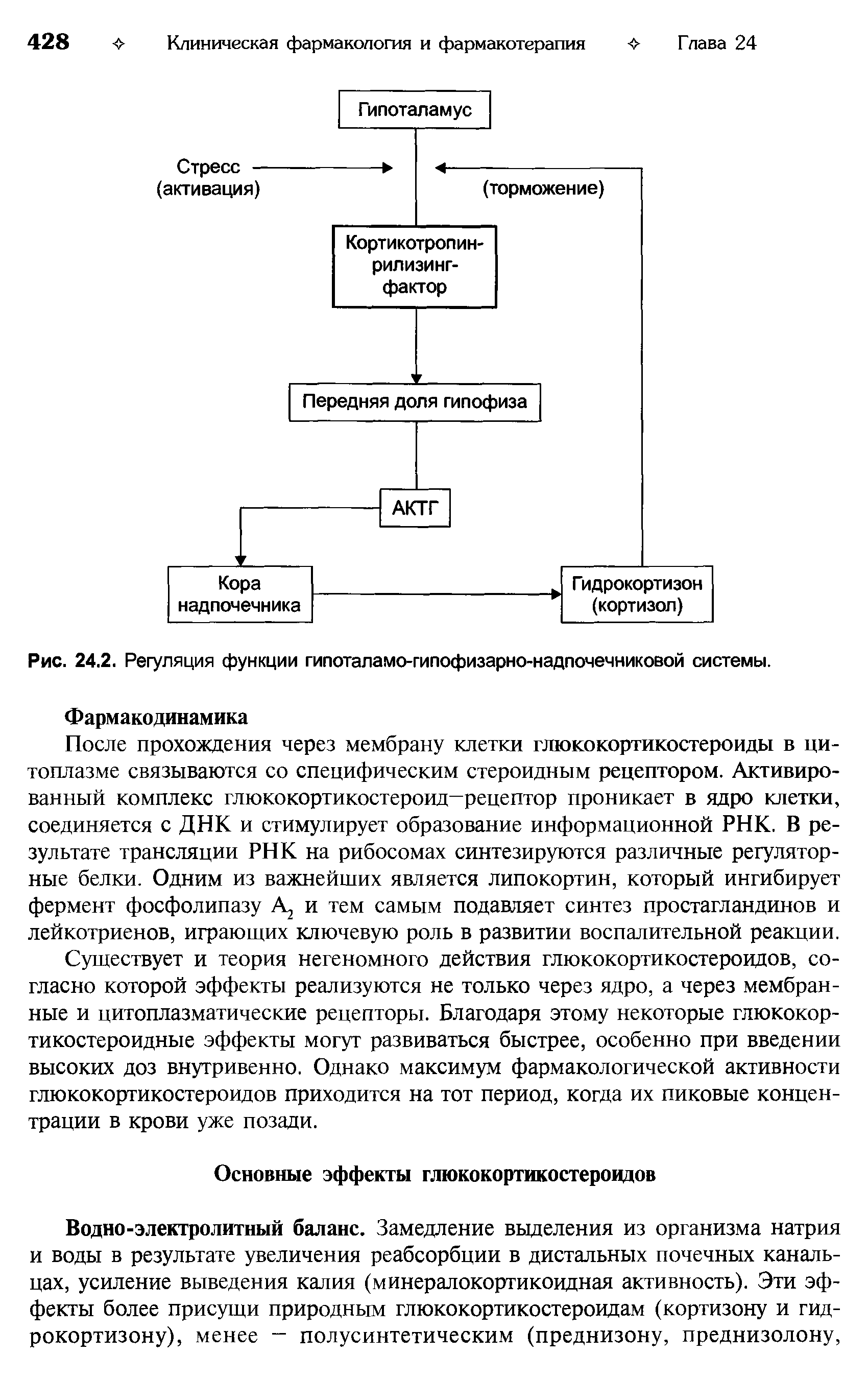 Рис. 24.2. Регуляция функции гипоталамо-гипофизарно-надпочечниковой системы.