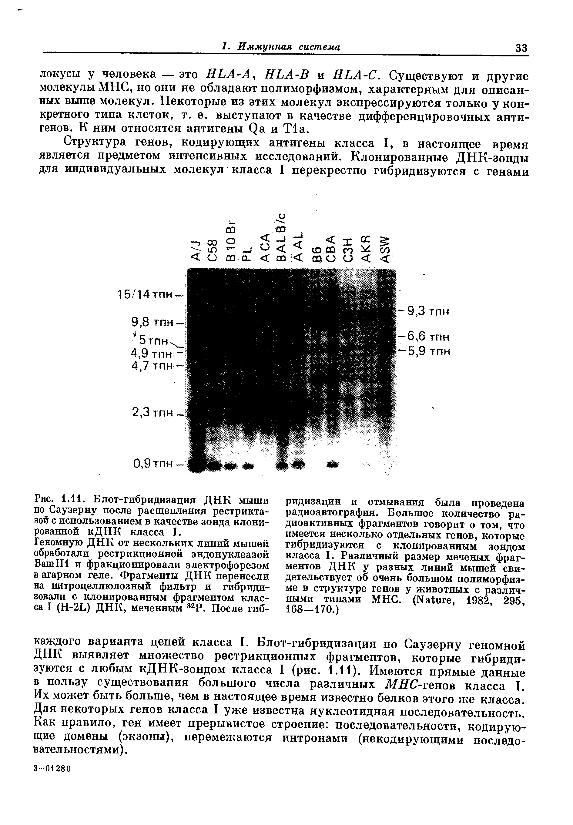 Рис. 1.11. Б лот-гибридизация ДНК мыши по Саузерну после расщепления рестрикта-зой с использованием в качестве зонда клонированной кДНК класса I.