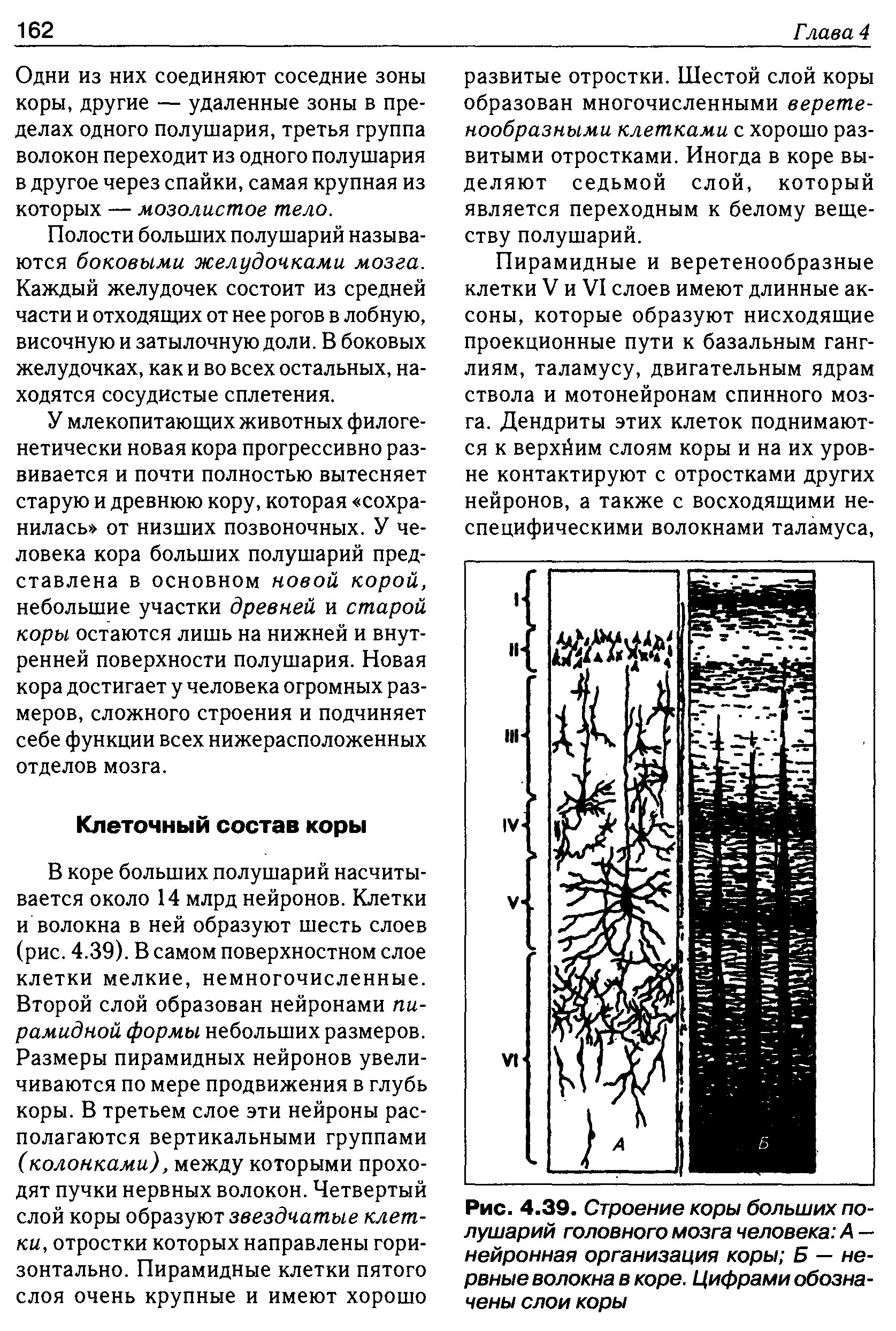 Рис. 4.39. Строение коры больших полушарий головного мозга человека А — нейронная организация коры Б — нервные волокна в коре. Цифрами обозначены слои коры...