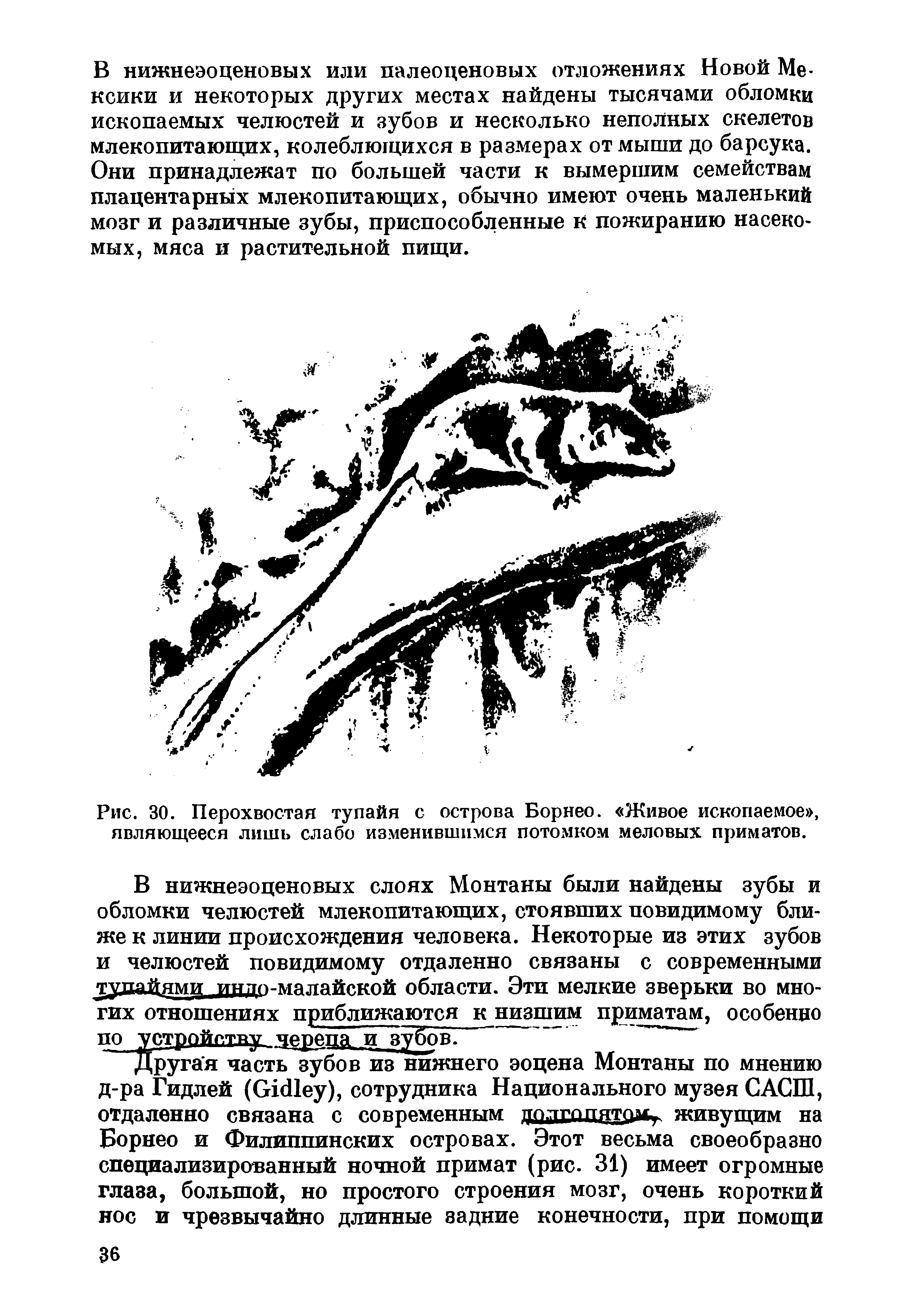 Рис. 30. Перохвостая тупайя с острова Борнео. Живое ископаемое , являющееся лишь слабо изменившимся потомком меловых приматов.