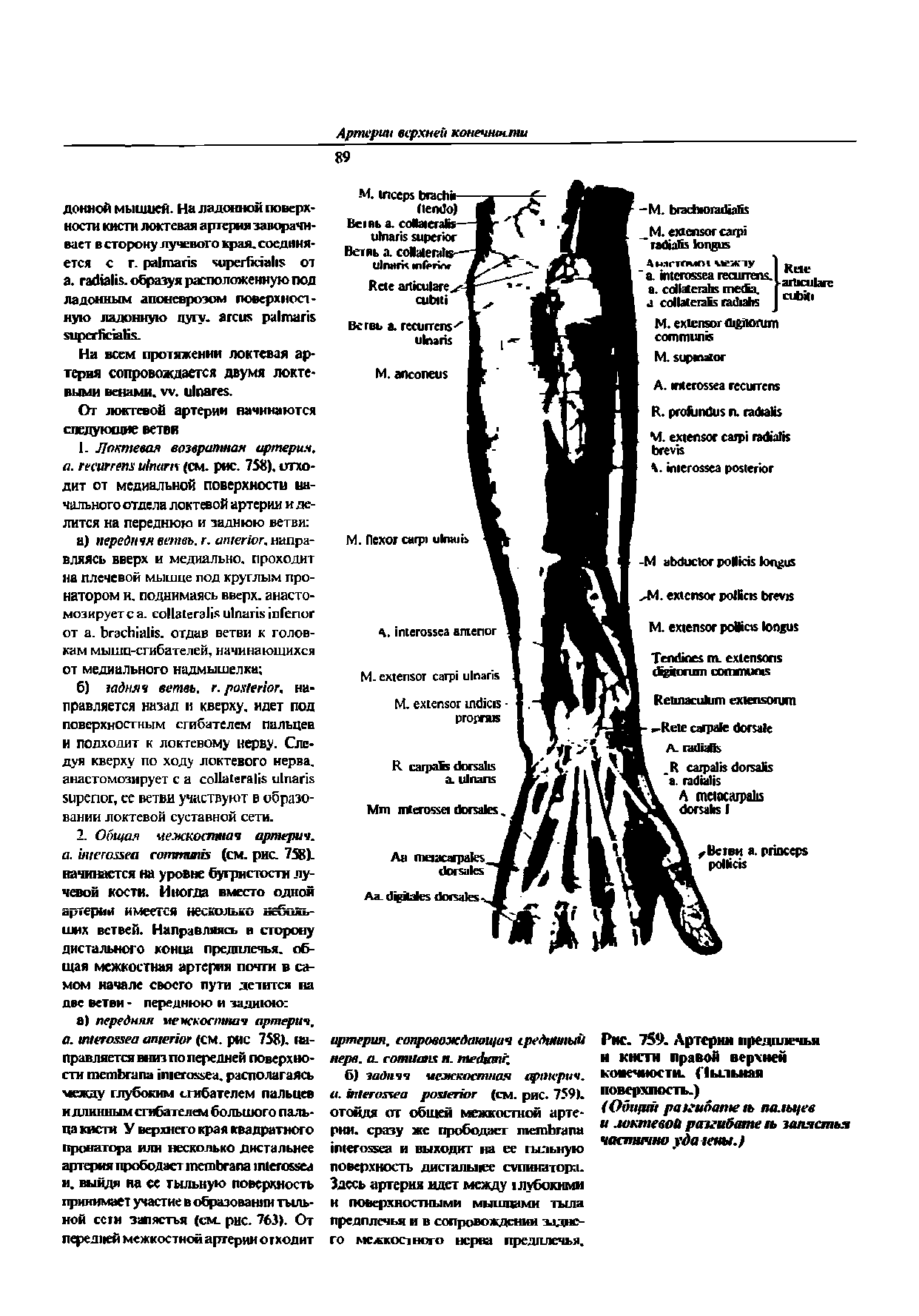 Рис. 759. Артерии предплечья и кисти правой верхней колейности. Пыльная поверхность.)...