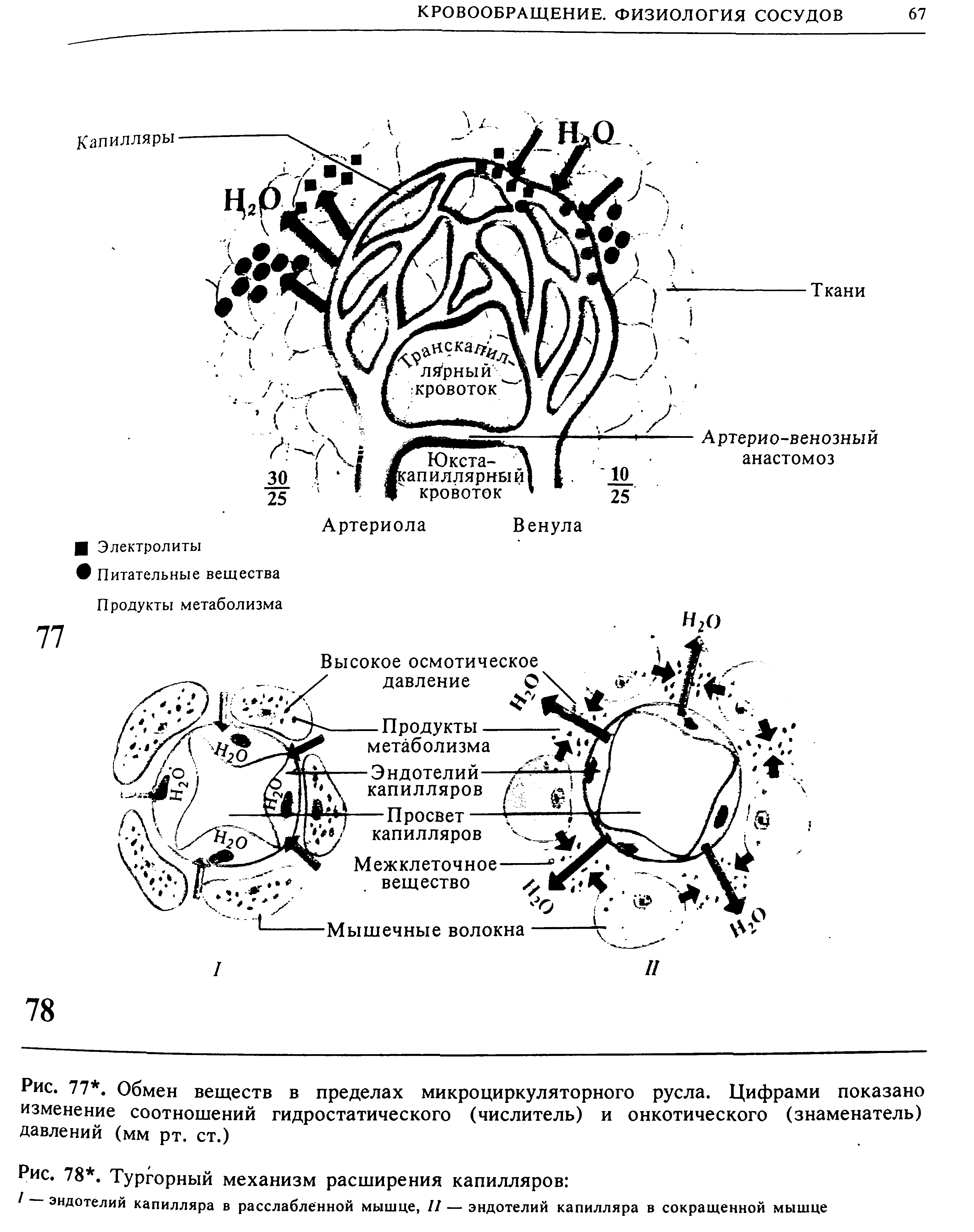 Рис. 77. Обмен веществ в пределах микро циркуляторного русла. Цифрами показано изменение соотношений гидростатического (числитель) и онкотического (знаменатель) давлений (мм рт. ст.)...