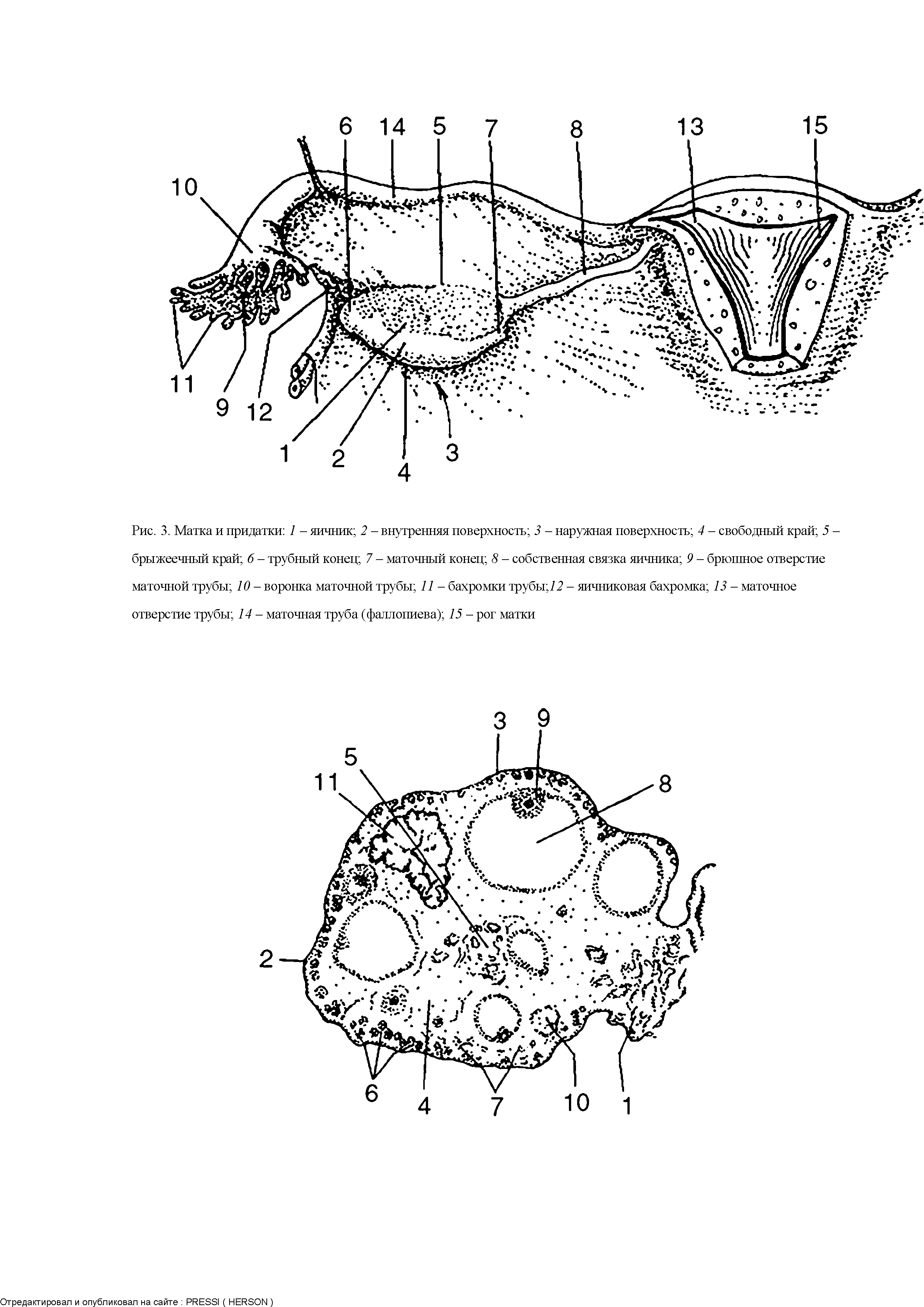 Рис. 3. Матка и придатки 1 - яичник 2 - внутренняя поверхность 3 - наружная поверхность 4 - свободный край 5 -брыжеечный край б - трубный конец 7 - маточный конец 8 - собственная связка яичника 9 - брюшное отверстие маточной трубы 10 - воронка маточной трубы 11 - бахромки трубы 72 - яичниковая бахромка 13 - маточное отверстие трубы 14 - маточная труба (фаллопиева) 15 - рог матки...