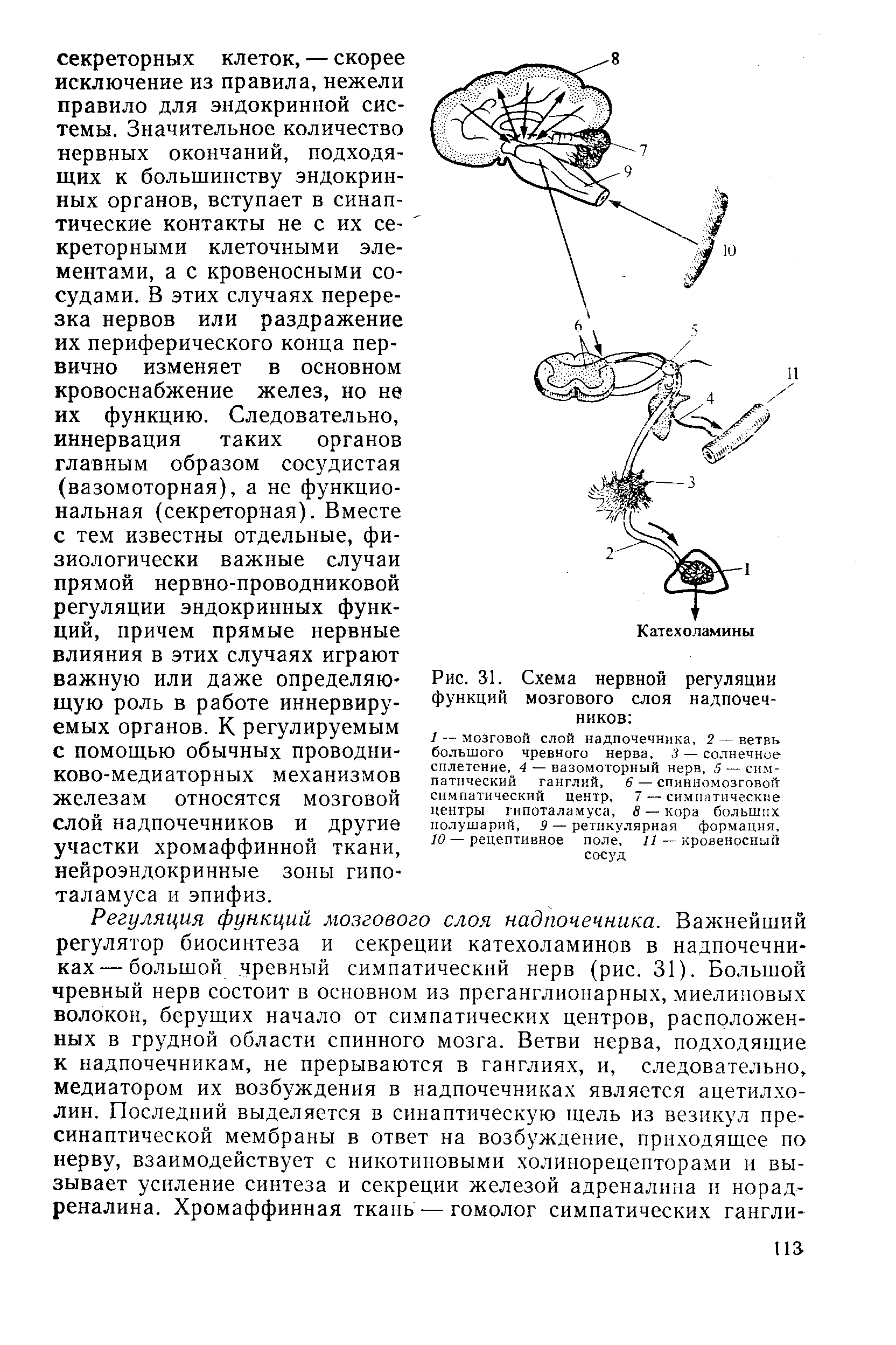 Рис. 31. Схема нервной регуляции функций мозгового слоя надпочечников ...