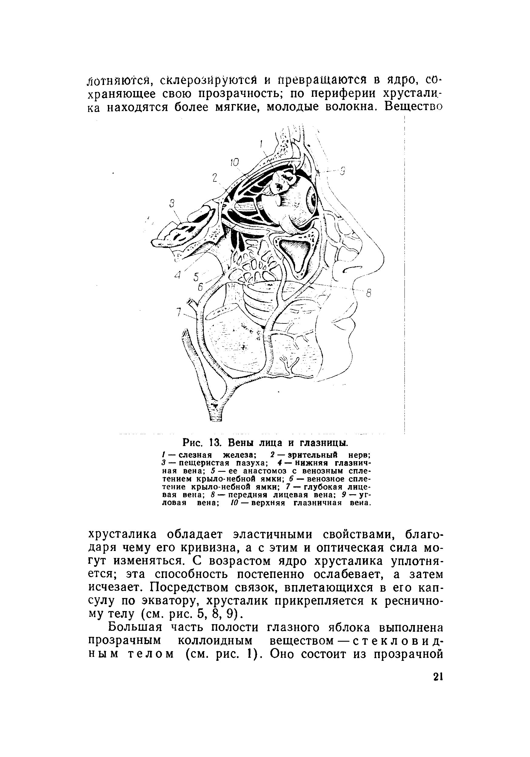 Рис. 13. Вены лица и глазницы. / — слезная железа 2 — зрительный нерв 3 — пещеристая пазуха 4 — нижняя глазничная вена 5 — ее анастомоз с венозным сплетением крыло-небной ямки 6 — венозное сплетение крыло небной ямки 7 —глубокая лицевая вена 8 — передняя лицевая вена 9 — угловая вена 10— верхняя глазничная вена.