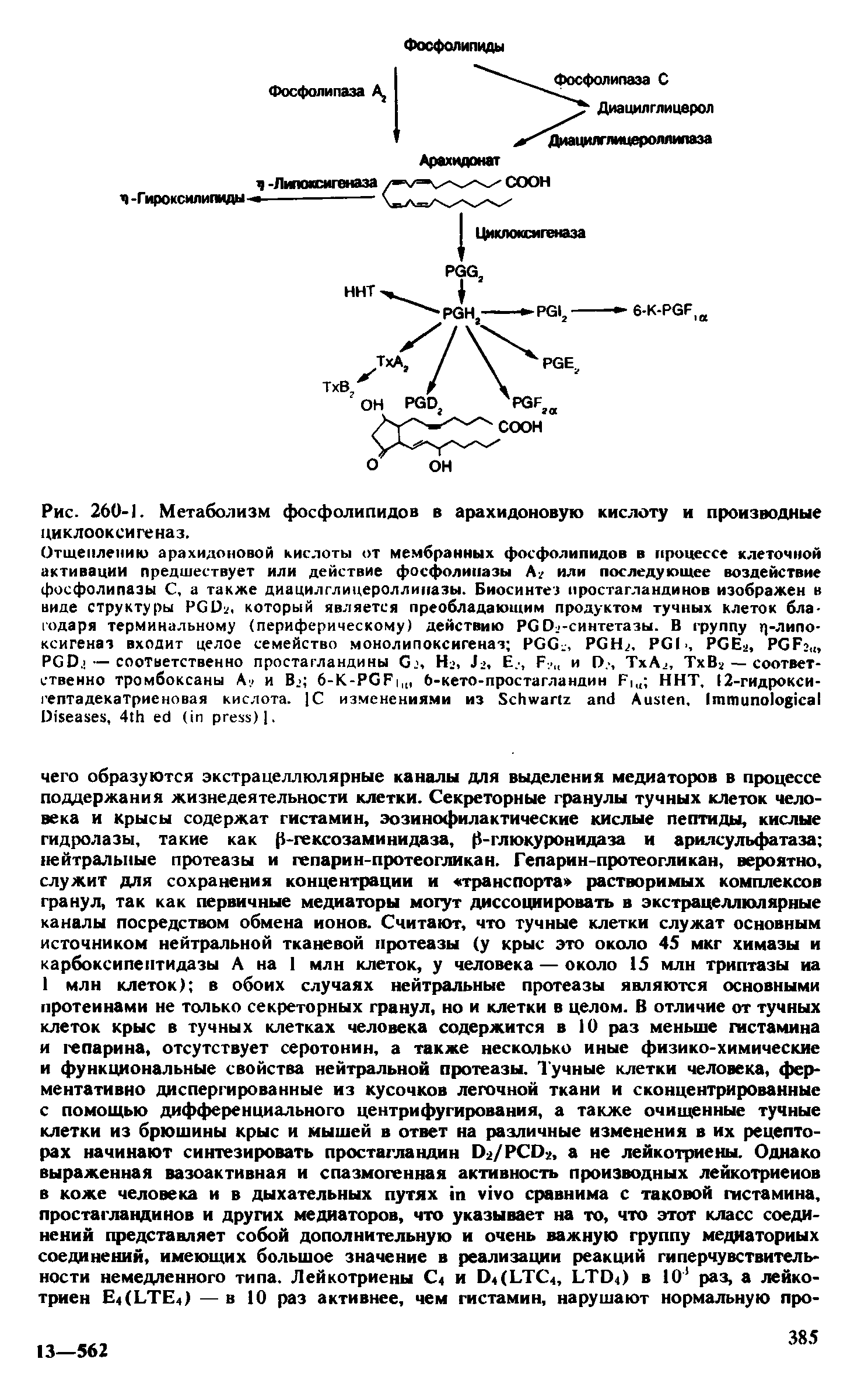 Рис. 260-1. Метаболизм фосфолипидов в арахидоновую кислоту и производные циклооксигеназ.