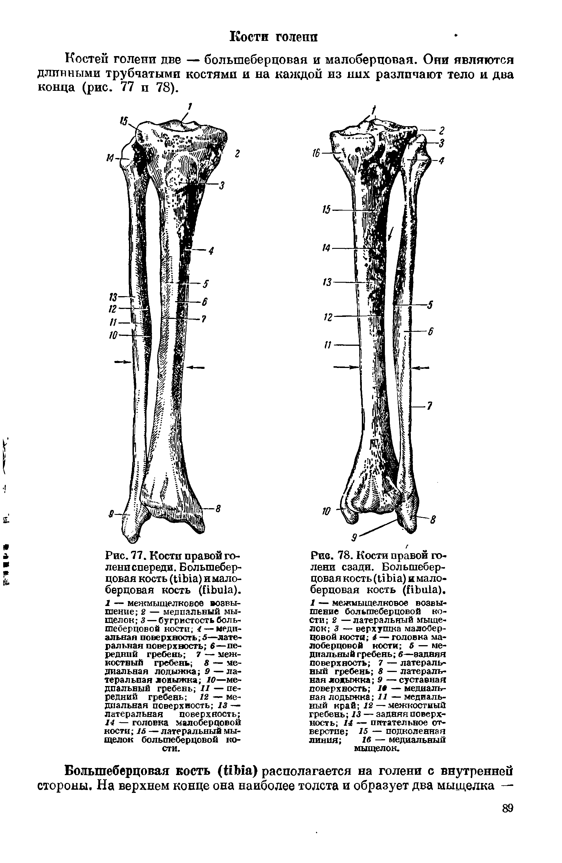 Рис. 77. Кости правой голени спереди. Большеберцовая кость ( ) и малоберцовая кость ( ).