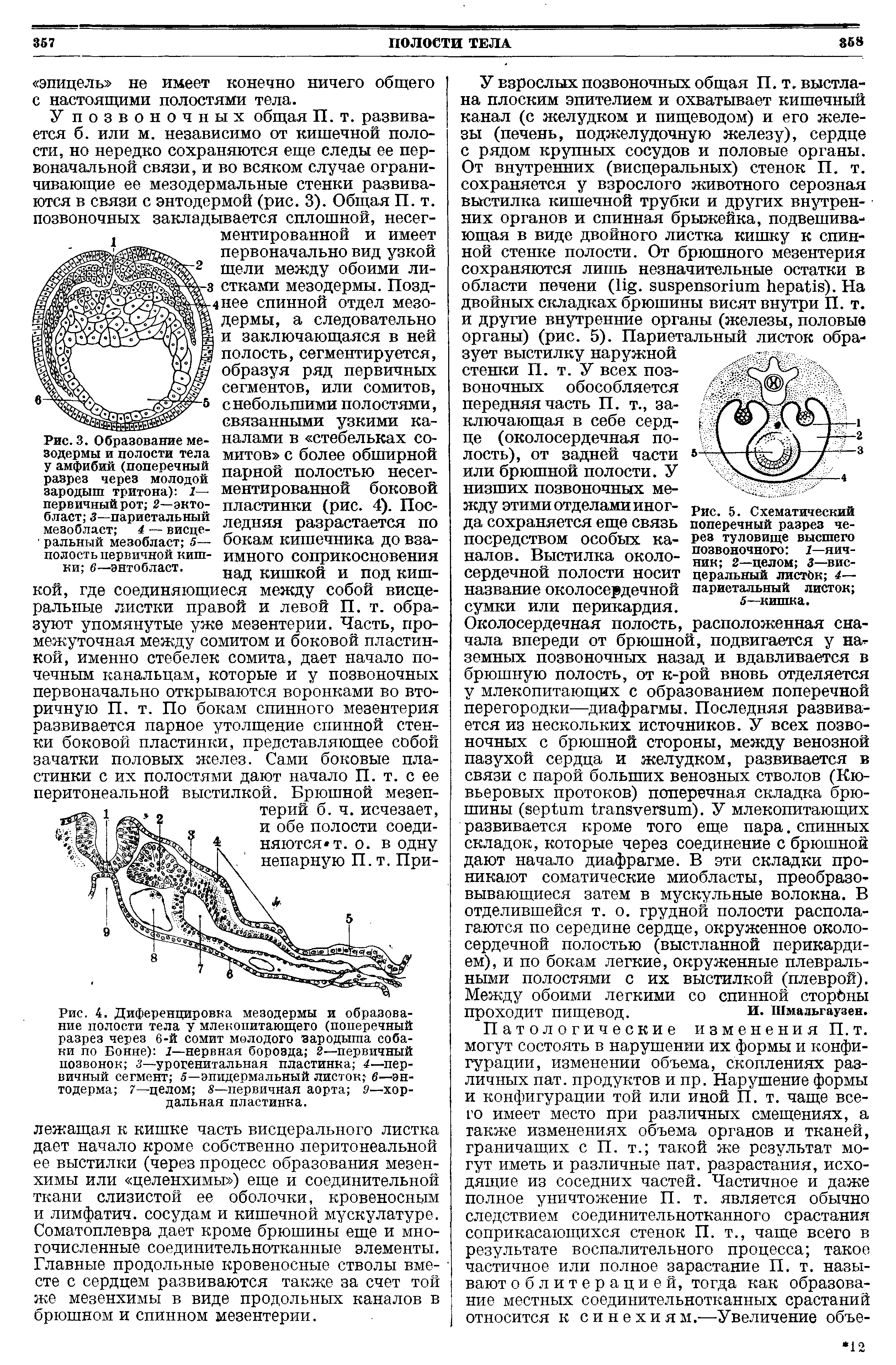 Рис. 3. Образование мезодермы и полости тела у амфибий (поперечный разрез через молодой зародыш тритона) 1— первичный рот 2—эктобласт 3—париетальный мезобляст 4 — висце- ральный мезобласт 5— полость первичной кишки 6—энтобласт.