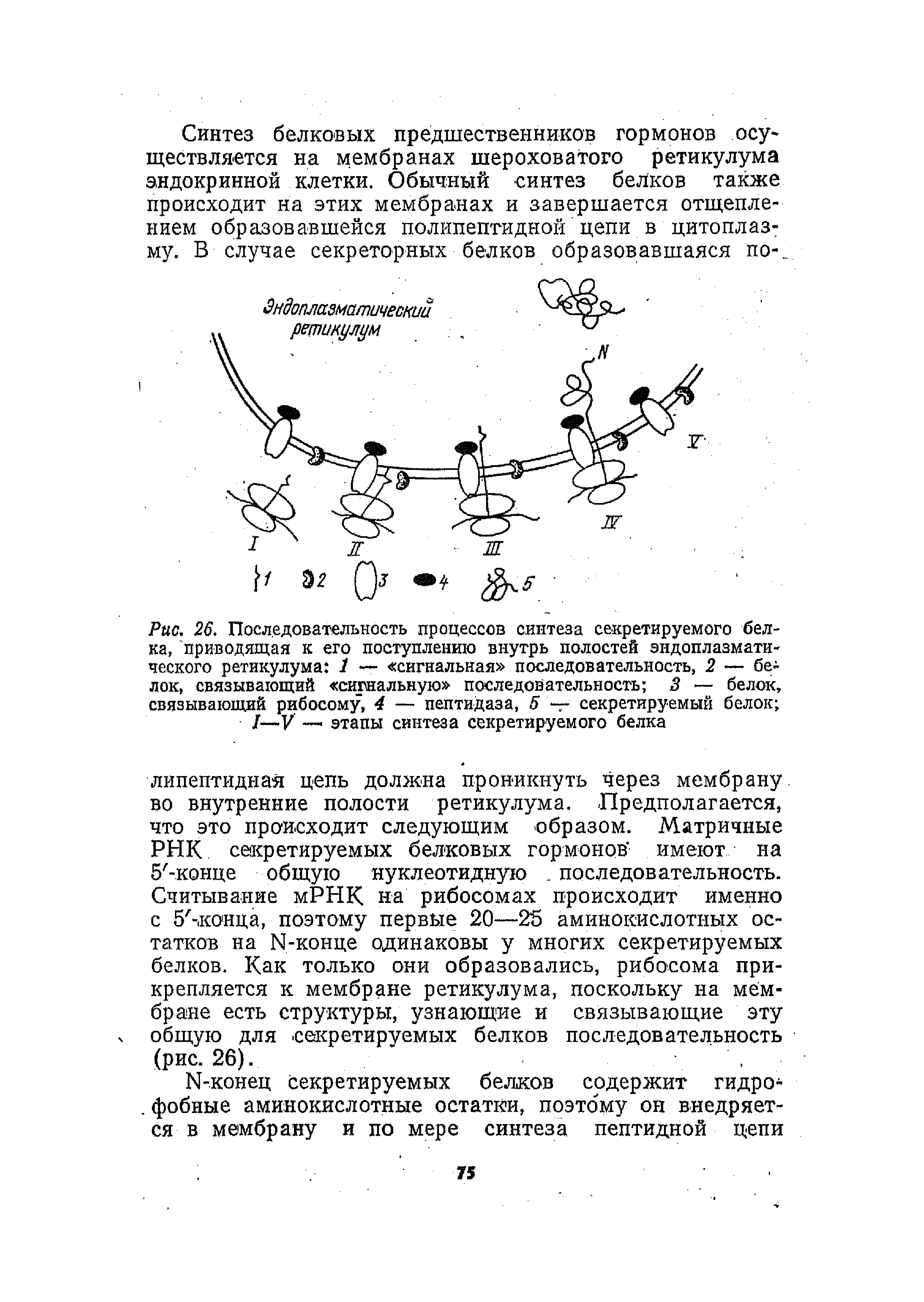 Рис. 26. Последовательность процессов синтеза секретируемого белка, приводящая к его поступлению внутрь полостей эндоплазматического ретикулума 1 — сигнальная последовательность, 2— белок, связывающий сигнальную последовательность 3 — белок, связывающий рибосому, 4 — пептидаза, 5 секретируемый белок ...