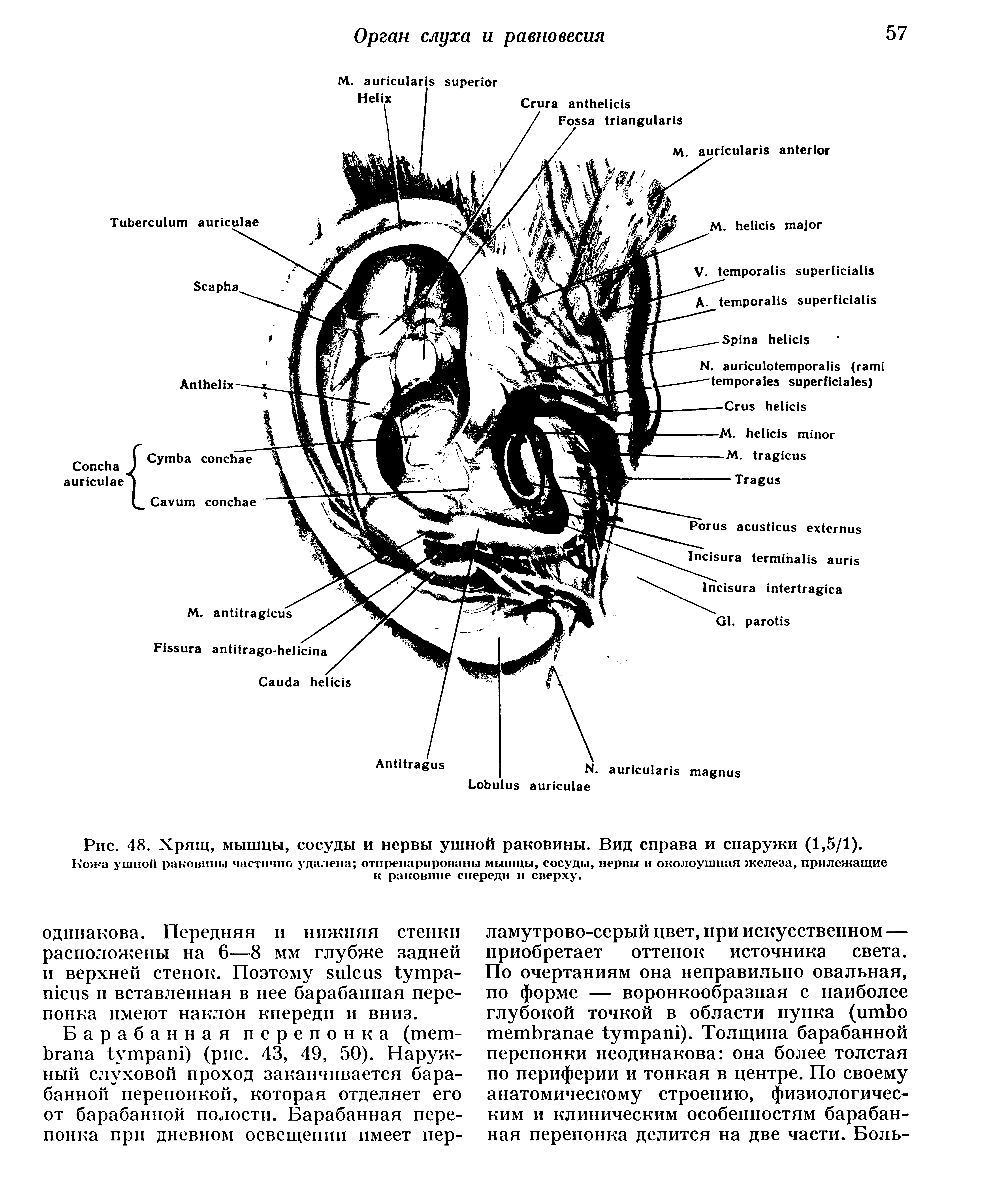 Рис. 48. Хрящ, мышцы, сосуды и нервы ушной раковины. Вид справа и снаружи (1,5/1).