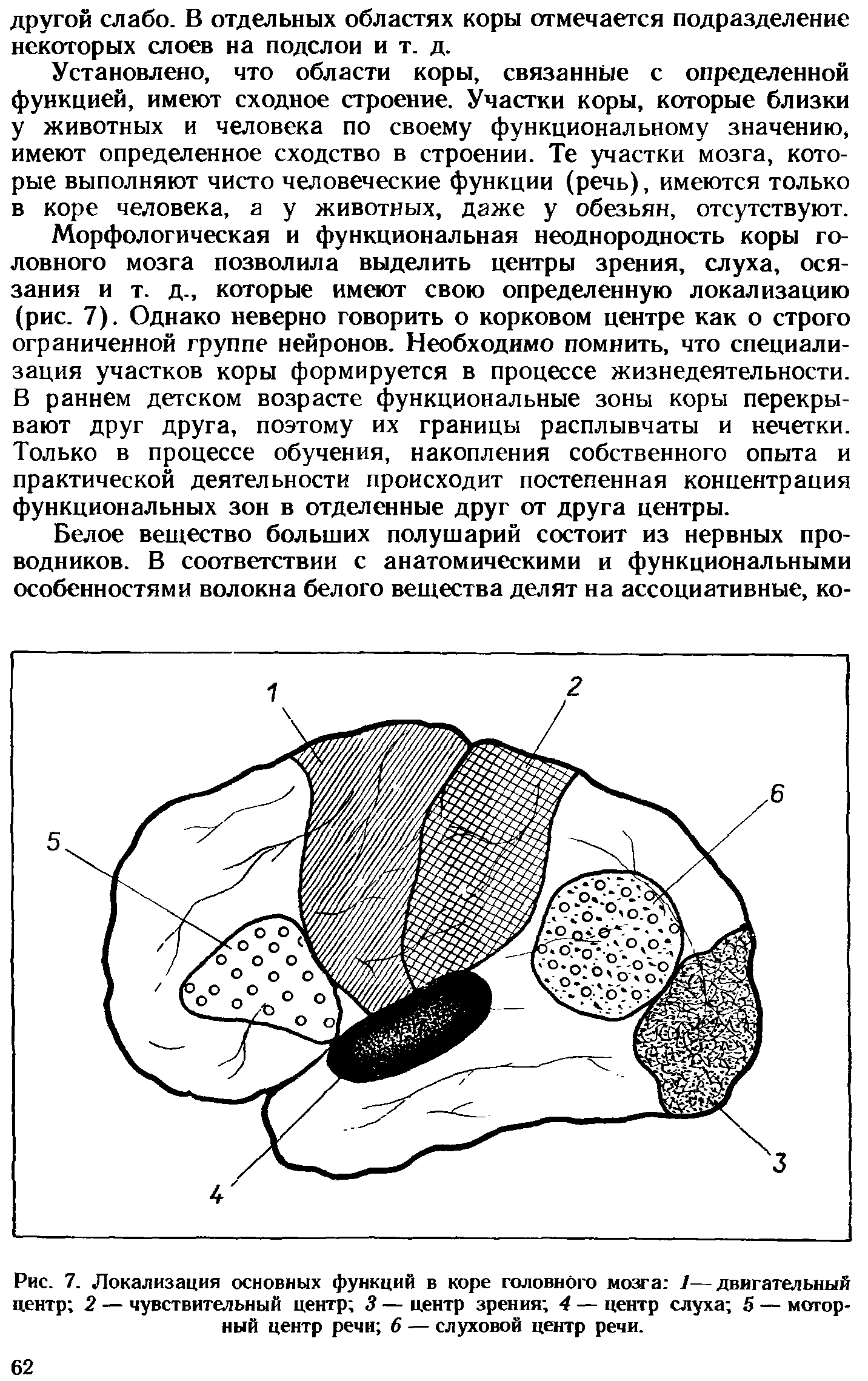 Рис. 7. Локализация основных функций в коре головного мозга 1—двигательный центр 2 — чувствительный центр 3 — центр зрения 4 — центр слуха 5 — моторный центр речи 6 — слуховой центр речи.